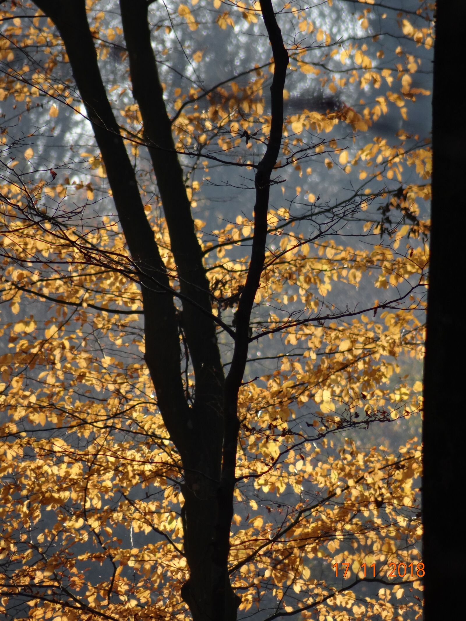 Sony DSC-HX200V sample photo. Autumn, foliage, trees photography