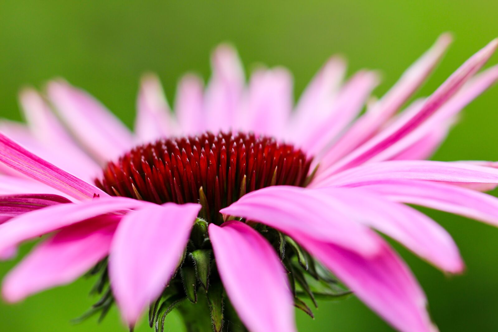 Canon EOS 700D (EOS Rebel T5i / EOS Kiss X7i) sample photo. Flower, pink, garden photography