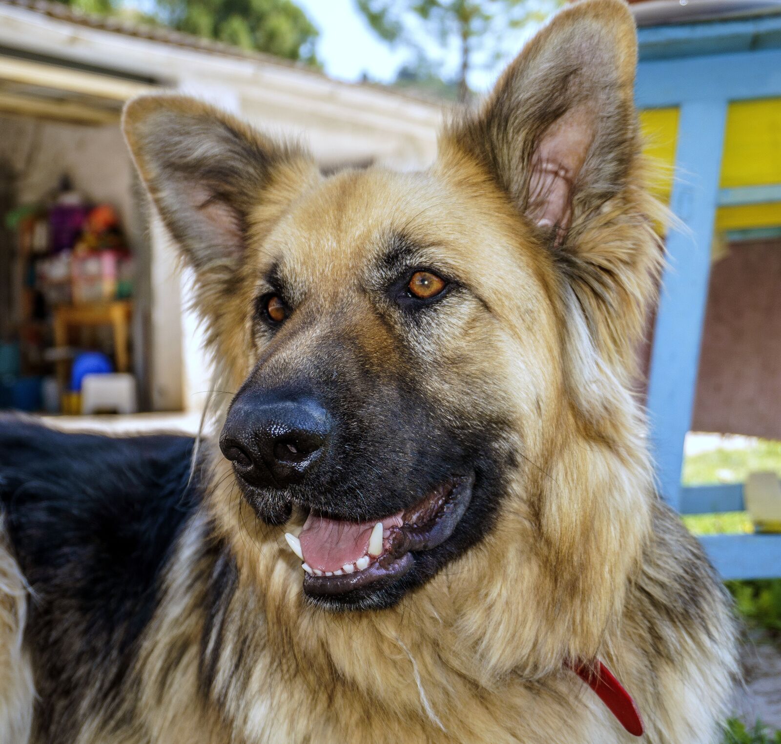 Sony a6000 sample photo. Dog, dog wolf, pet photography