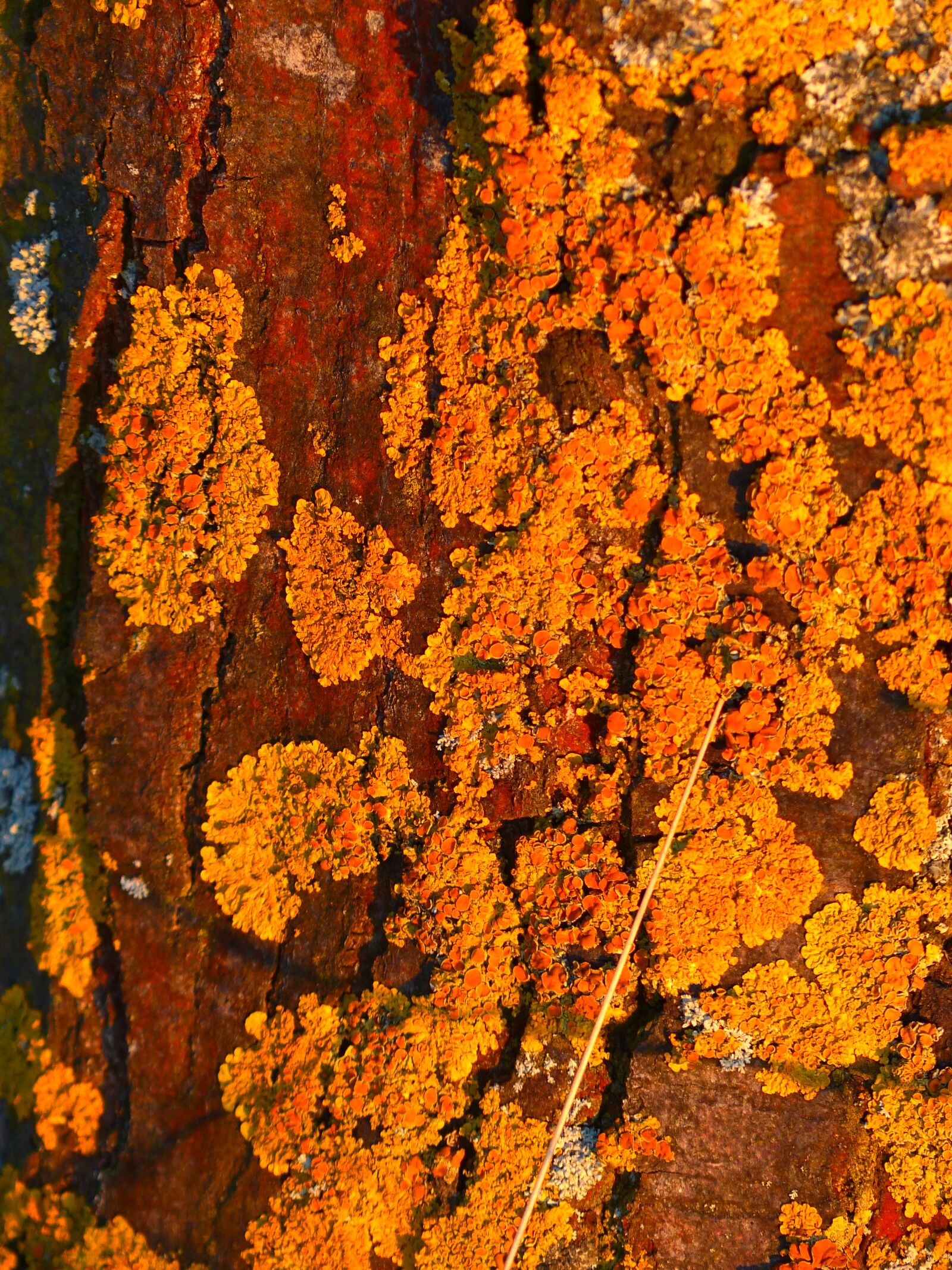 Panasonic Lumix DMC-FZ200 sample photo. Tree, log, weave photography