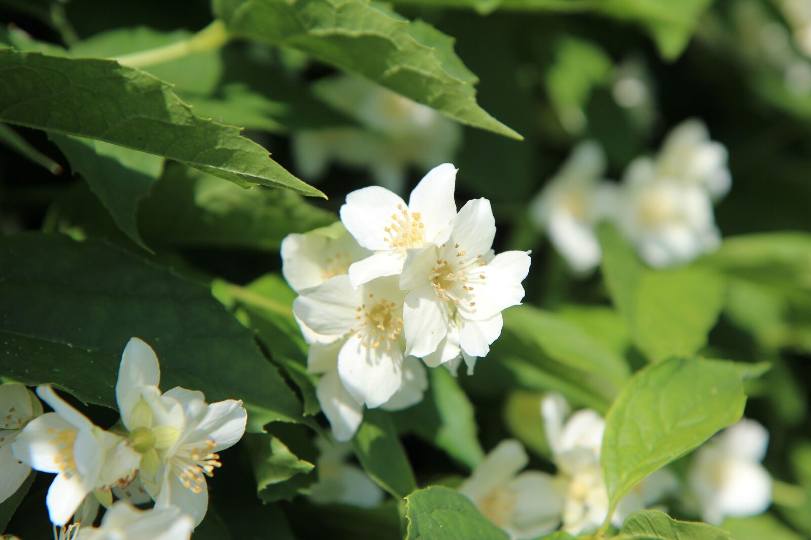 Canon EOS 600D (Rebel EOS T3i / EOS Kiss X5) sample photo. Seringas, mock-orange, seringat photography