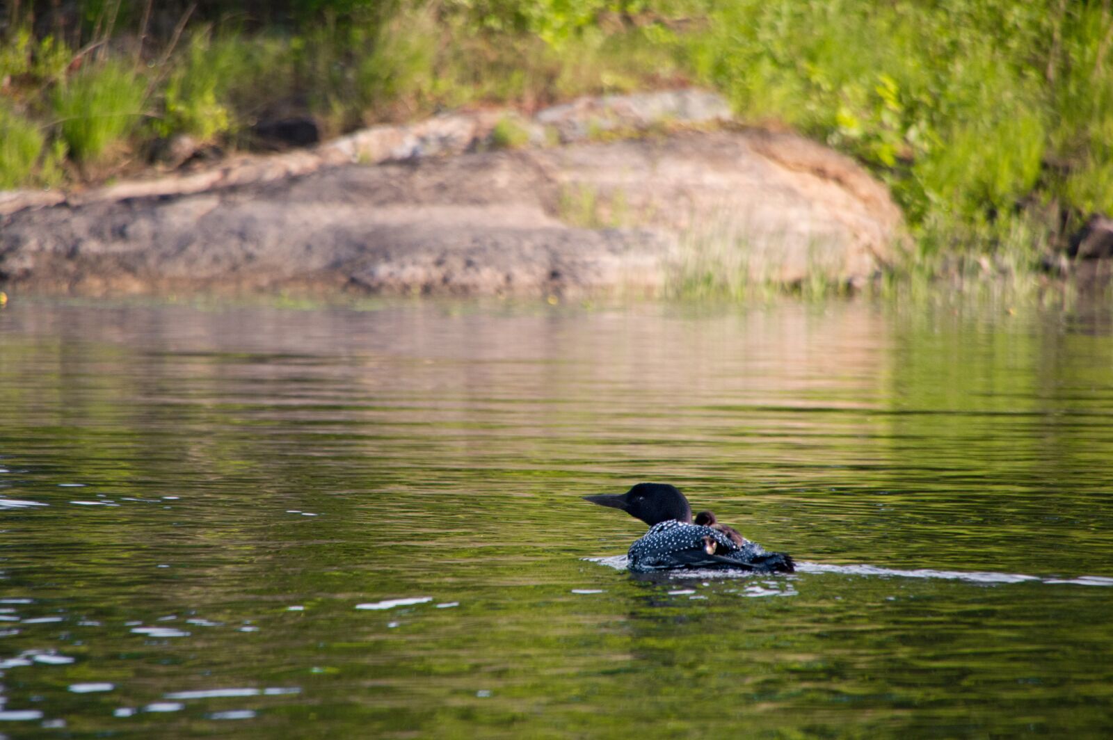Tamron AF 18-270mm F3.5-6.3 Di II VC LD Aspherical (IF) MACRO sample photo. Loon, baby loon, canada photography