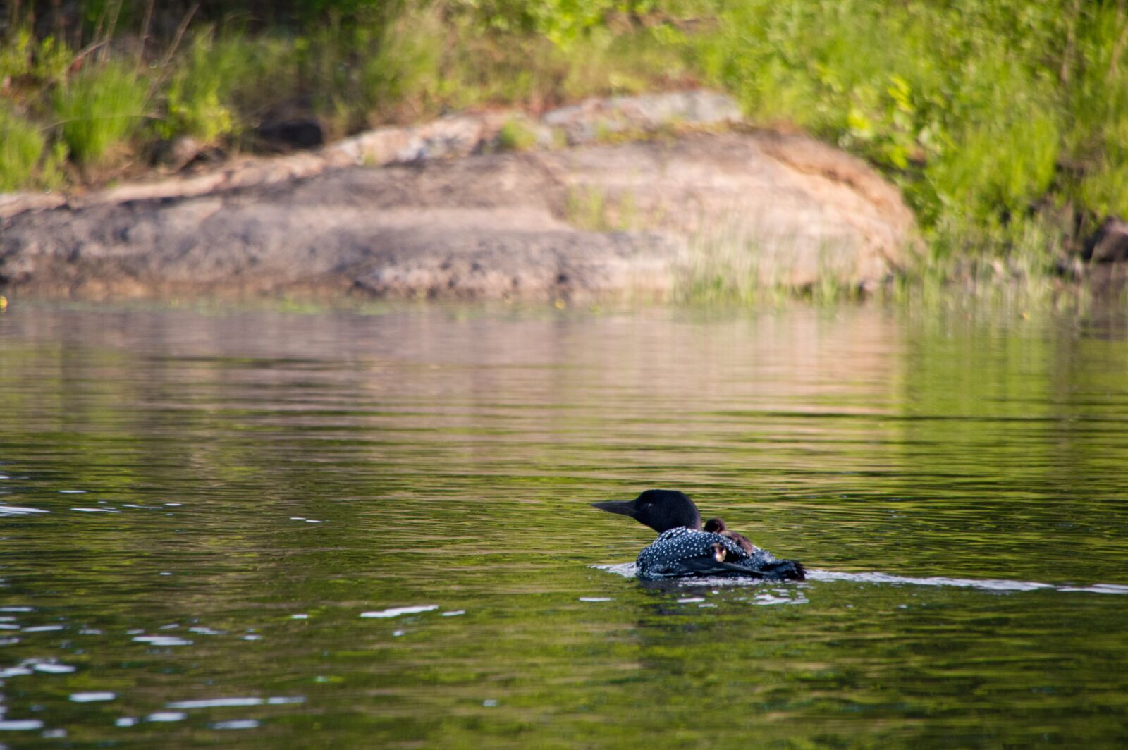 Nikon D3200 sample photo. Loon, baby loon, canada photography