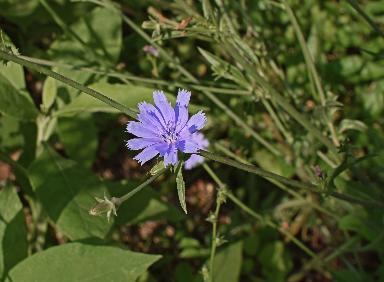 Nikon D3300 sample photo. Wild chicory, flower, blossom photography