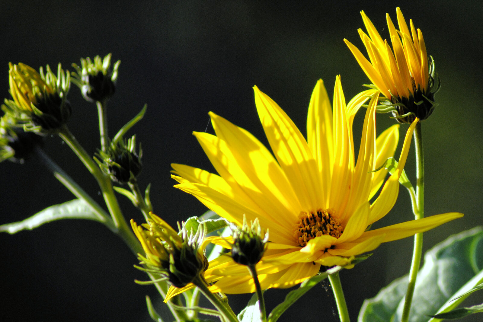 Nikon D3000 sample photo. Close, up, of, yellow photography