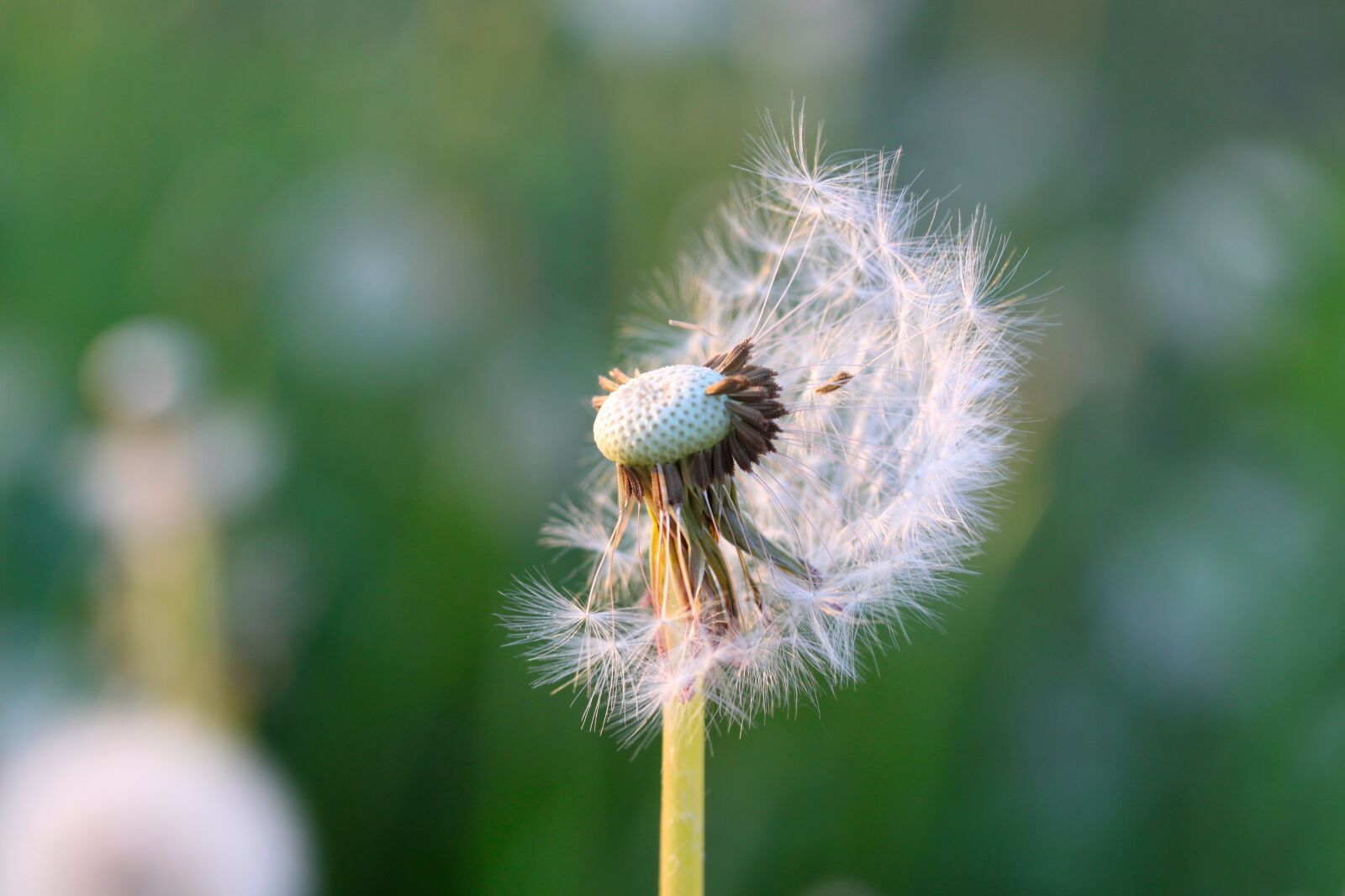 Canon EOS 500D (EOS Rebel T1i / EOS Kiss X3) sample photo. Dandelion, sonchus oleraceus, plant photography