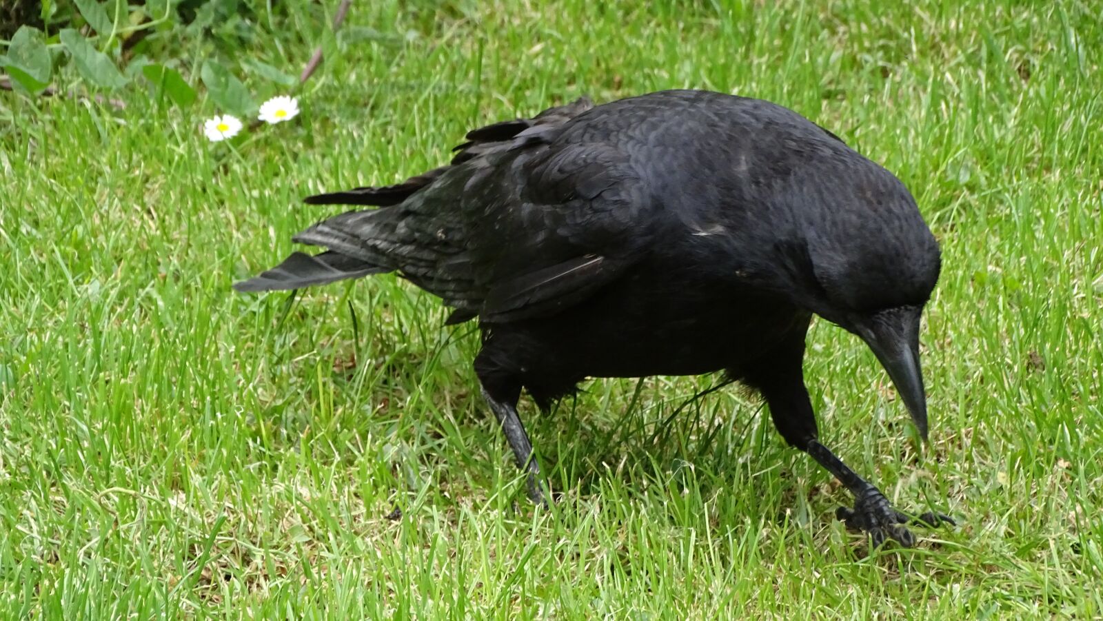 Sony Cyber-shot DSC-HX400V sample photo. Bird, raven, black photography