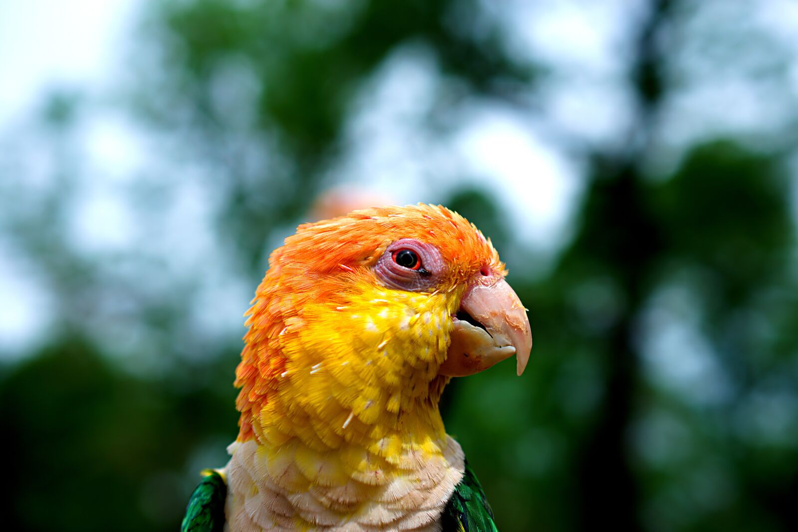 Nikon D3400 sample photo. Sun parakeet, parrot, colourful photography