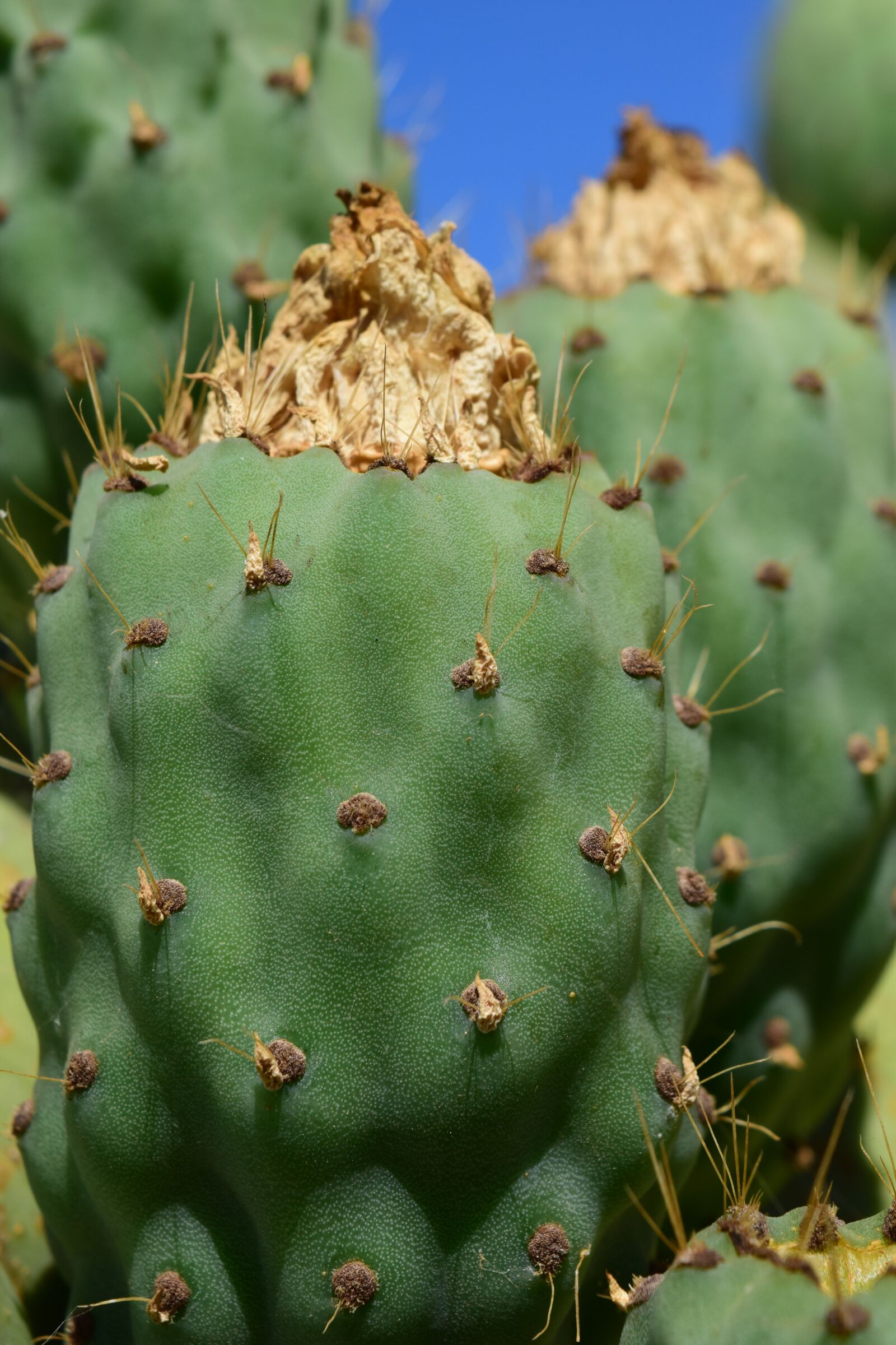 Nikon D3300 sample photo. Cactus, prickly pear, cactus photography