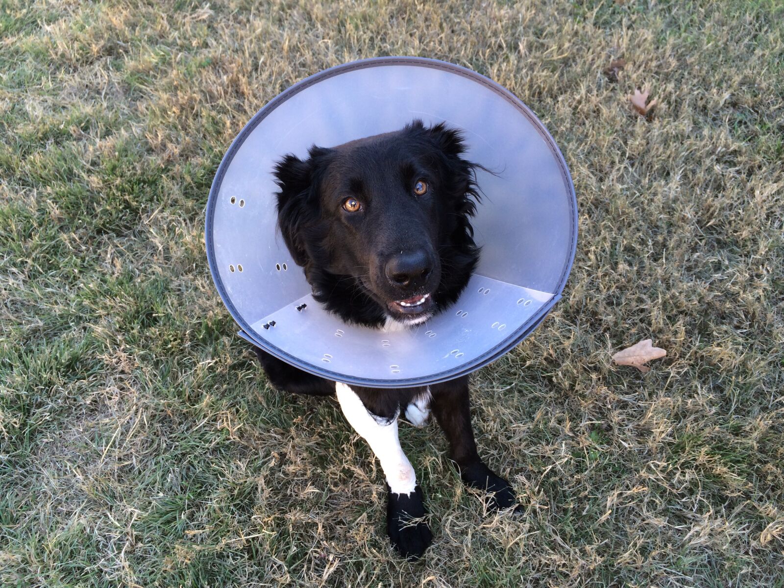 iPhone 5s back camera 4.12mm f/2.2 sample photo. Cone of shame, puppy photography