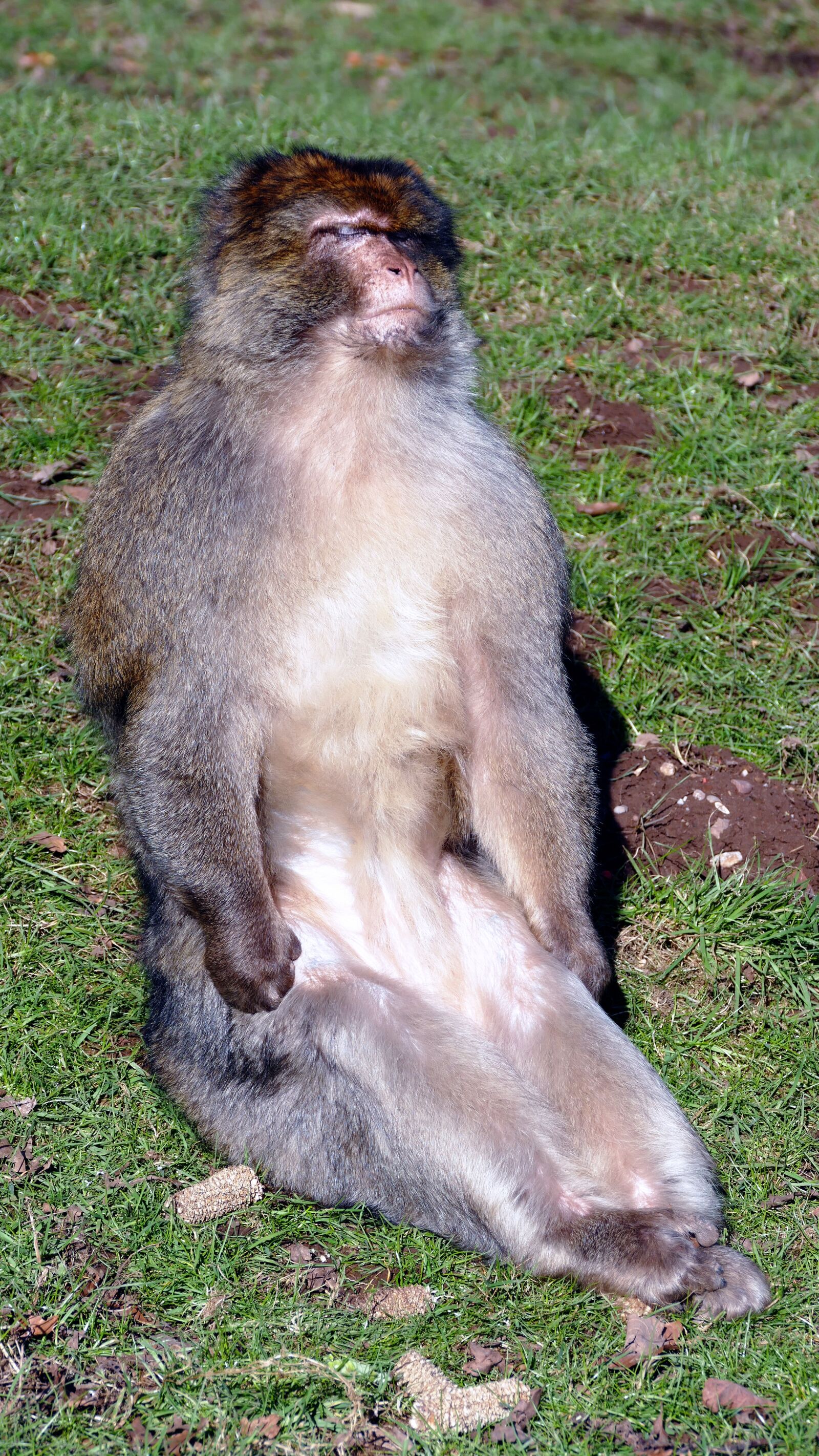 Panasonic Lumix DMC-FZ1000 sample photo. Animal, animal, photography, blur photography