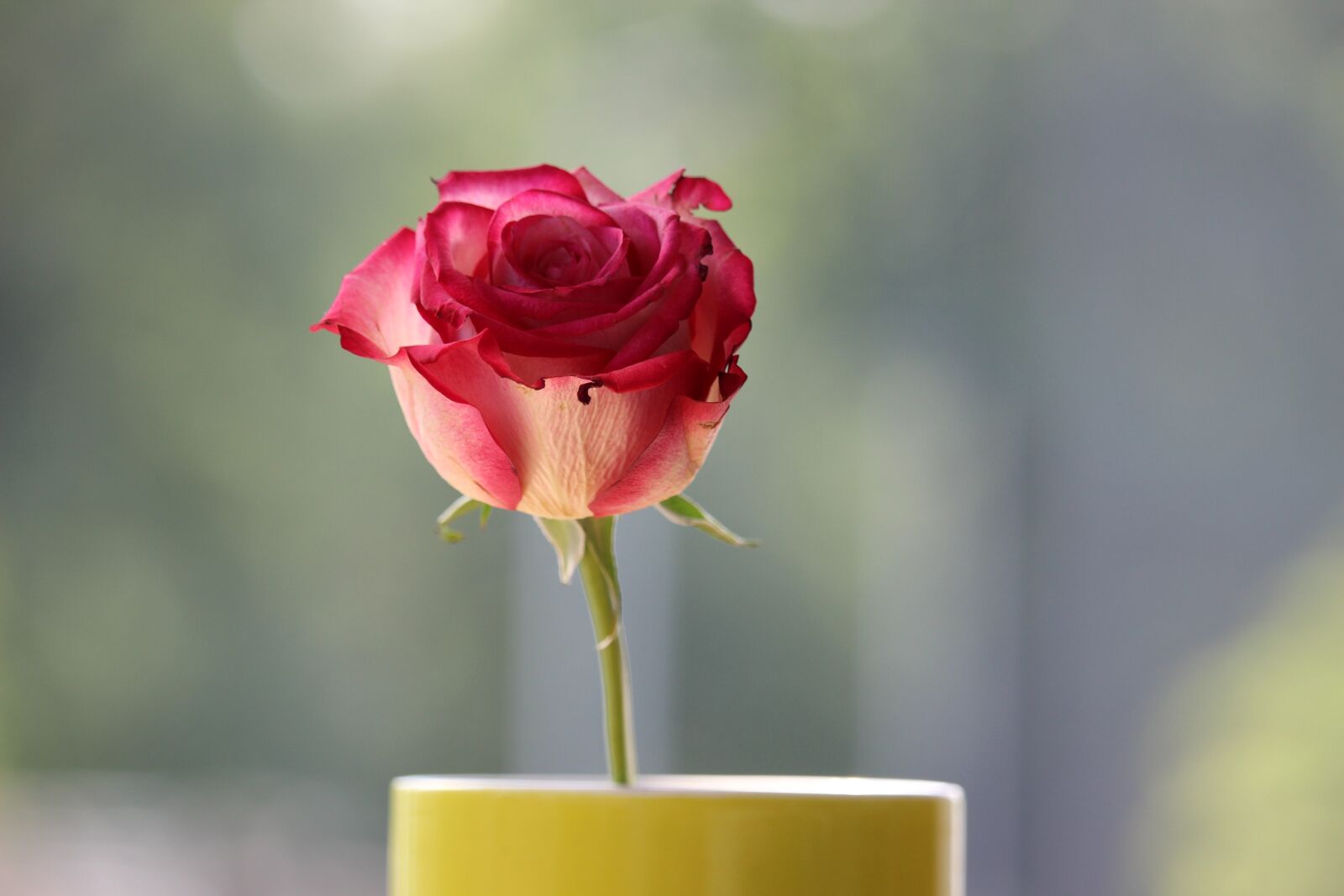 Canon EOS 600D (Rebel EOS T3i / EOS Kiss X5) sample photo. Red rose, garden photography