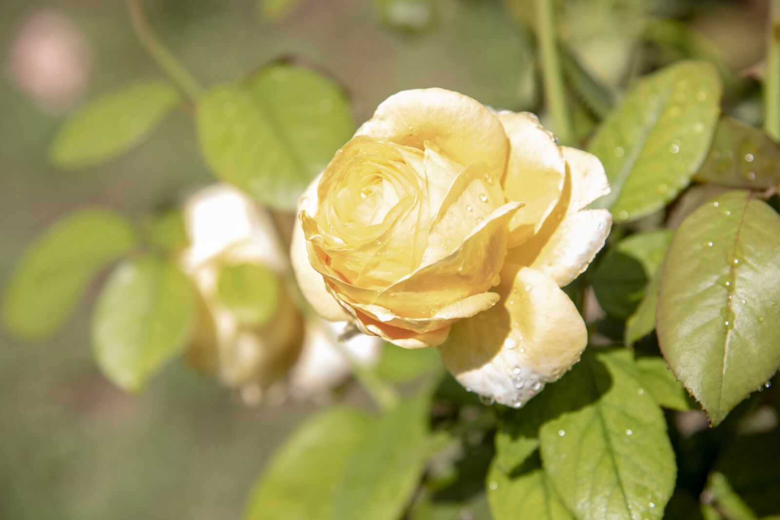 Nikon D850 sample photo. Rosa, flower, nature photography