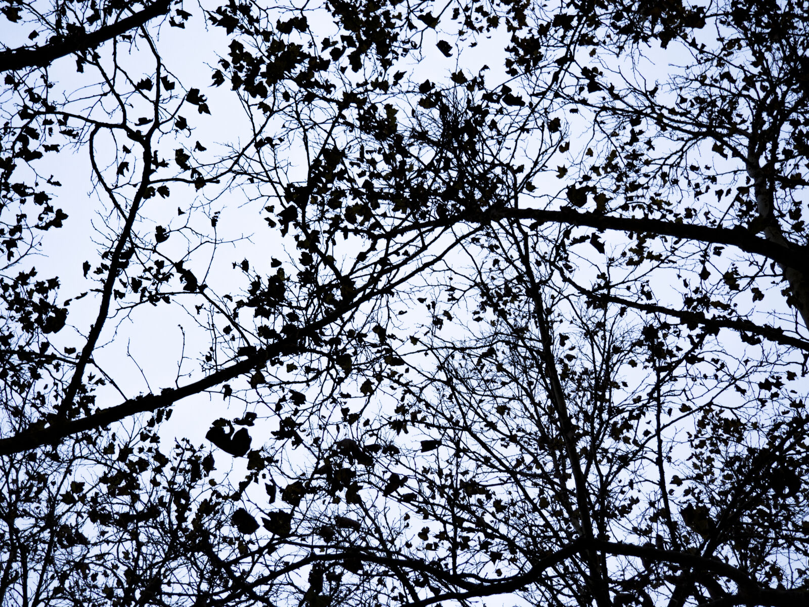 Olympus OM-D E-M10 II sample photo. Branches, contrast, dark, evil photography
