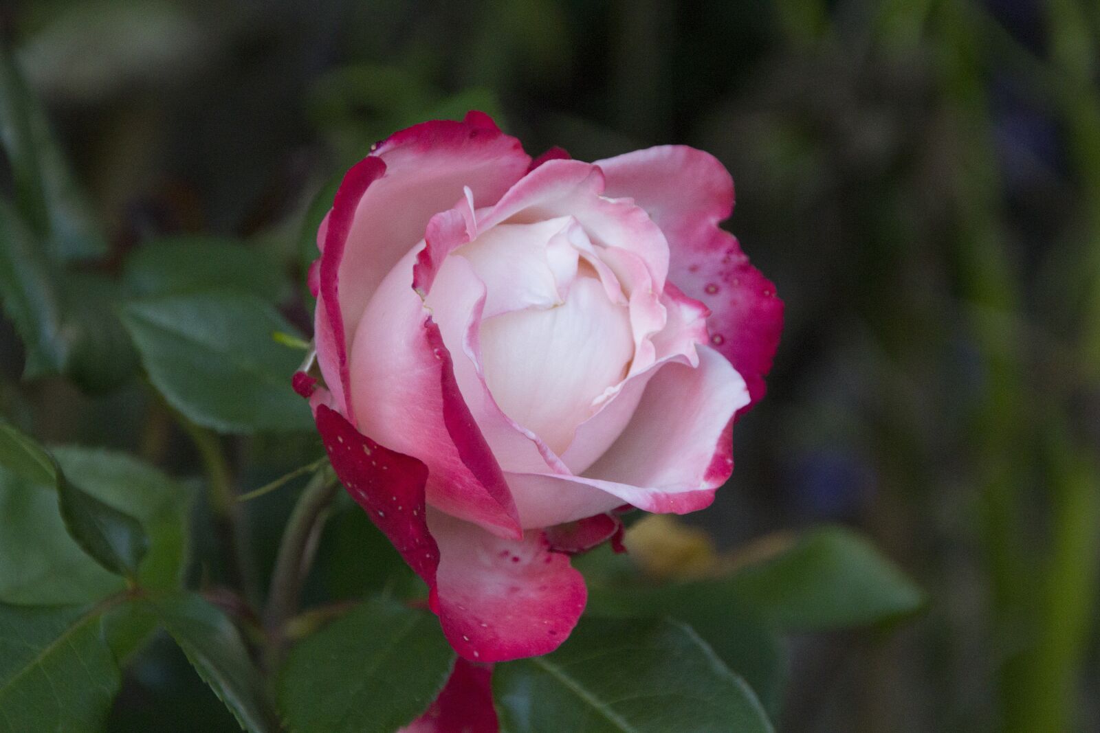 Canon EOS 60D sample photo. Rose, flower, blossom photography