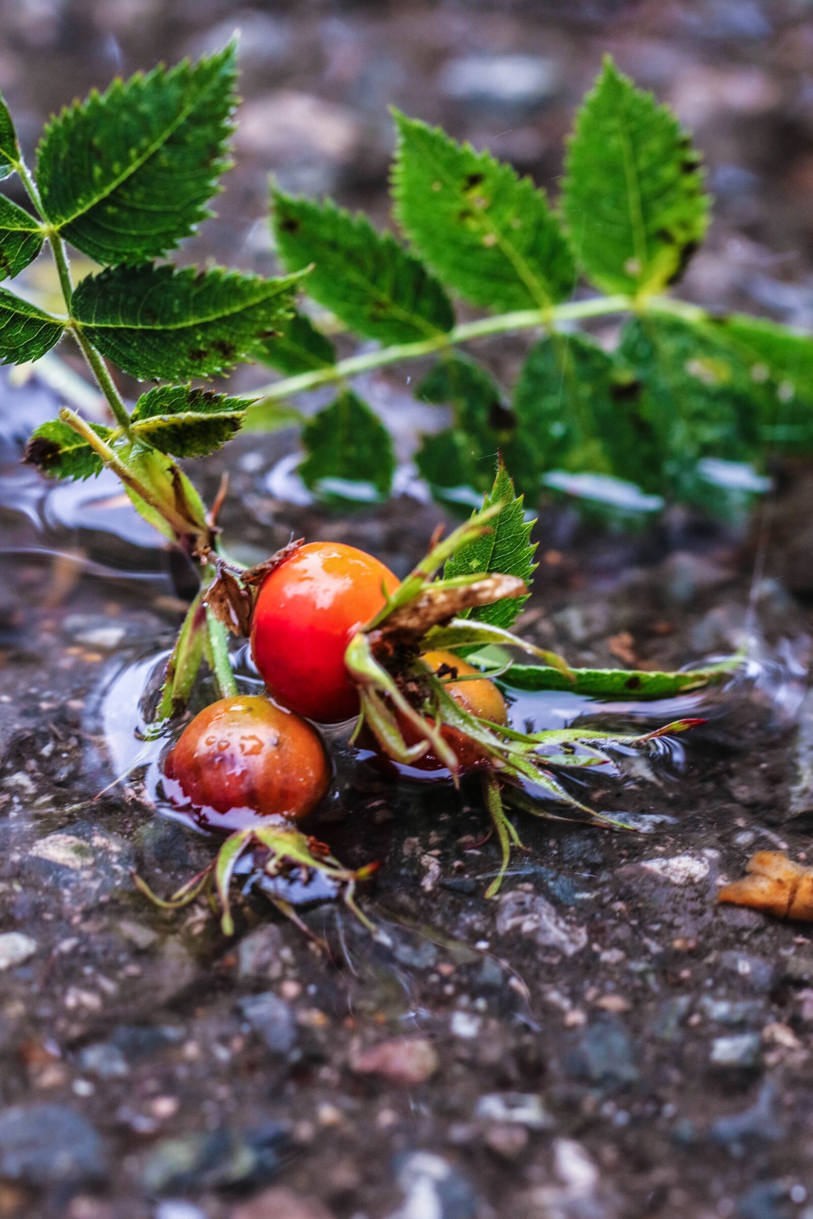 Canon EOS 7D Mark II sample photo. Rose-hip, herb, plant photography