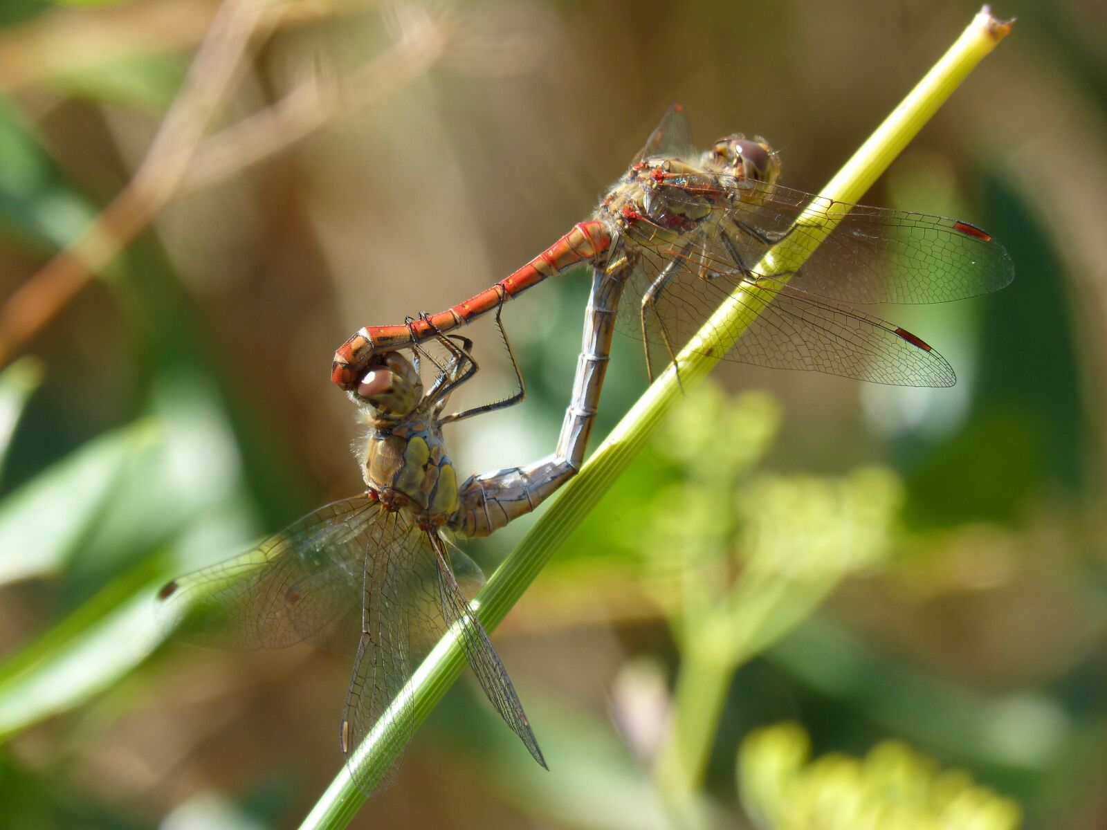 Panasonic DMC-FZ62 sample photo. Dragonflies, copulation, dragonflies mating photography