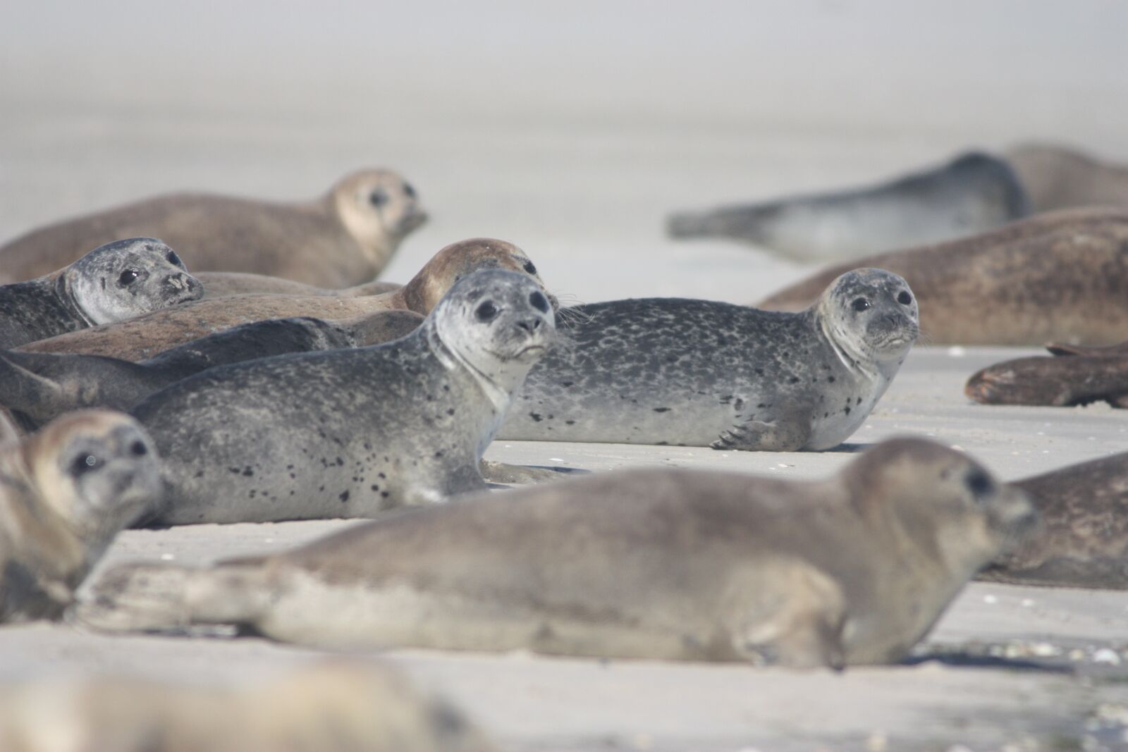 Canon EOS 450D (EOS Rebel XSi / EOS Kiss X2) sample photo. Seals veaux marins, seals photography