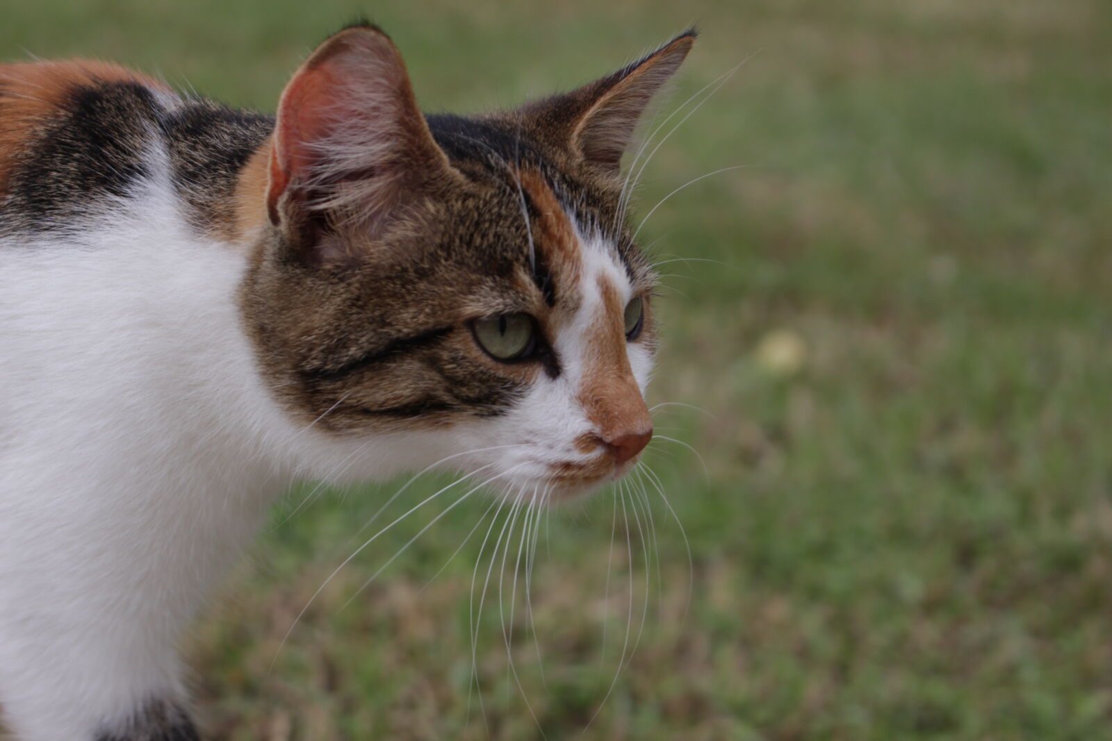 Canon EOS 700D (EOS Rebel T5i / EOS Kiss X7i) sample photo. Cat, close, up, kitten photography