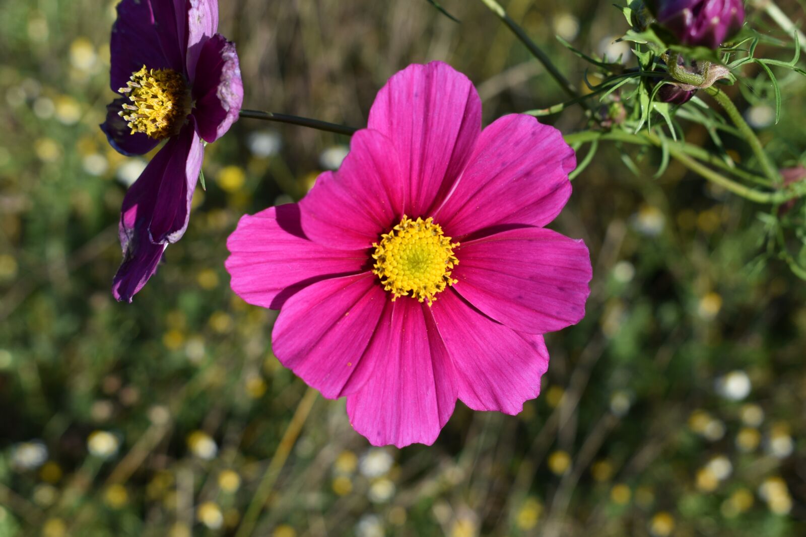 Nikon D3500 sample photo. Flower, green, flowers photography