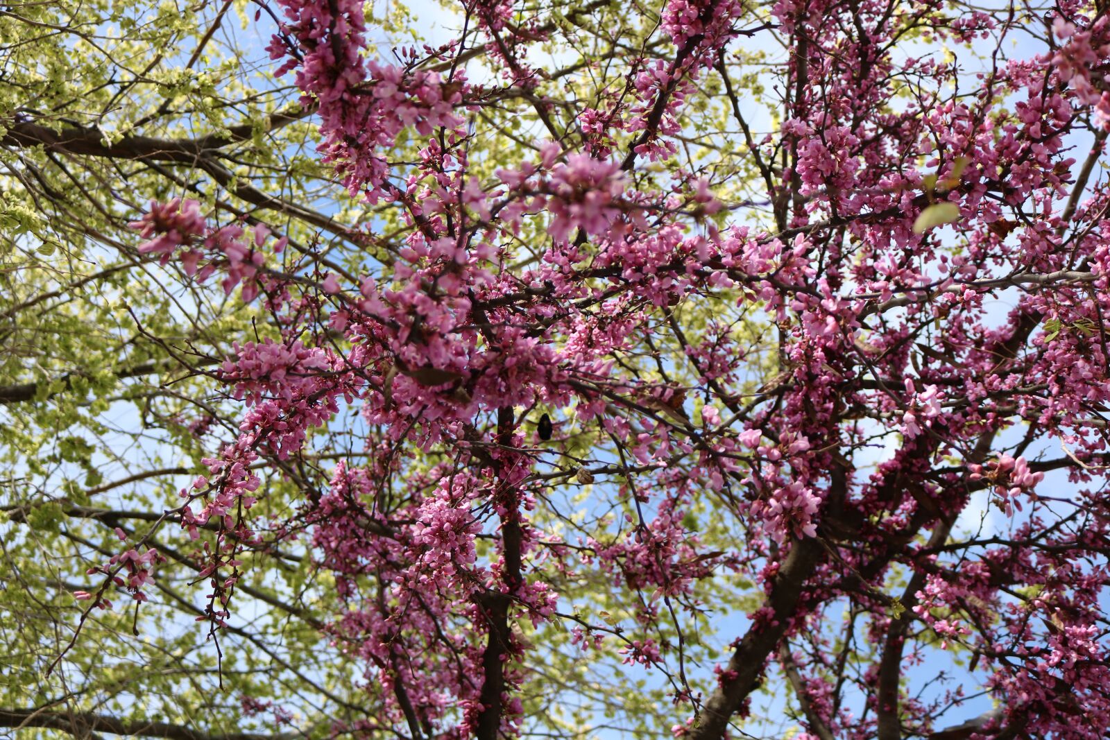 Canon EOS 750D (EOS Rebel T6i / EOS Kiss X8i) sample photo. Color, flowers, green photography