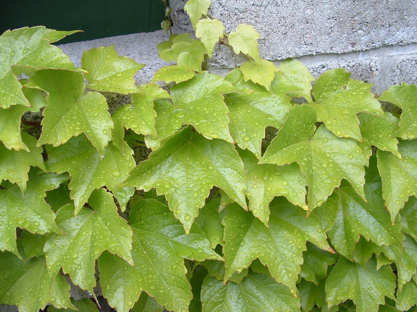 Fujifilm FinePix S304 sample photo. Nature, leaves, konigsbrunn photography