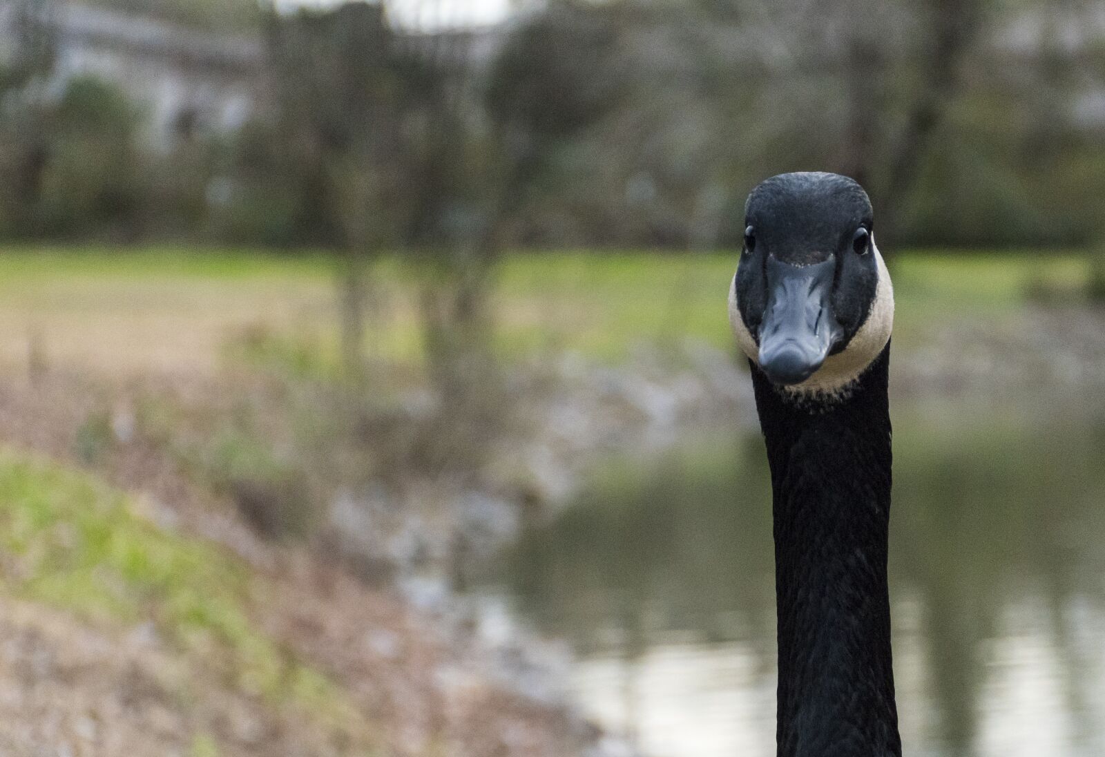 Nikon D5600 sample photo. Goose, headshot, park photography