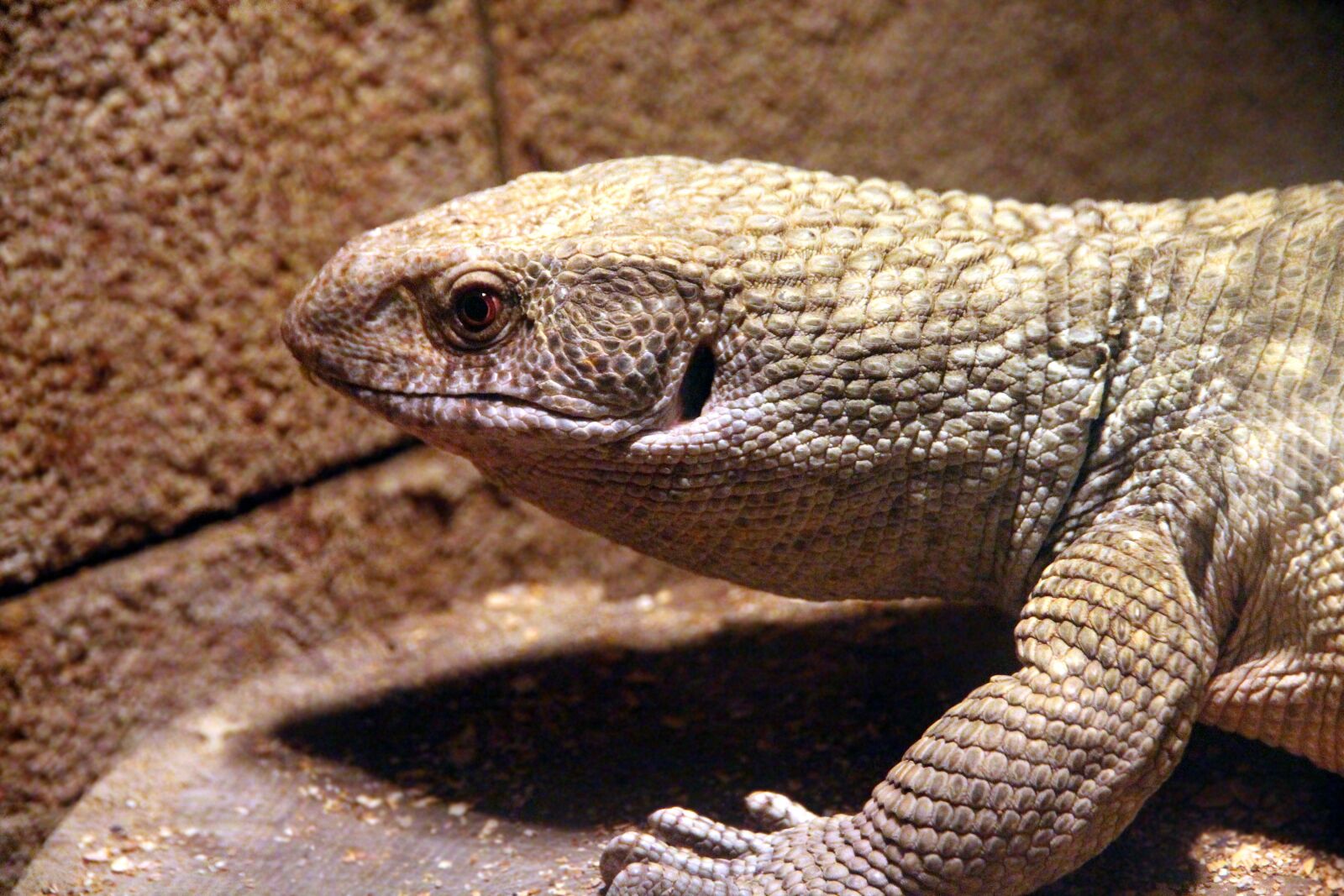 Canon EOS 650D (EOS Rebel T4i / EOS Kiss X6i) sample photo. Steppe lizard, varanus exanthematicus photography