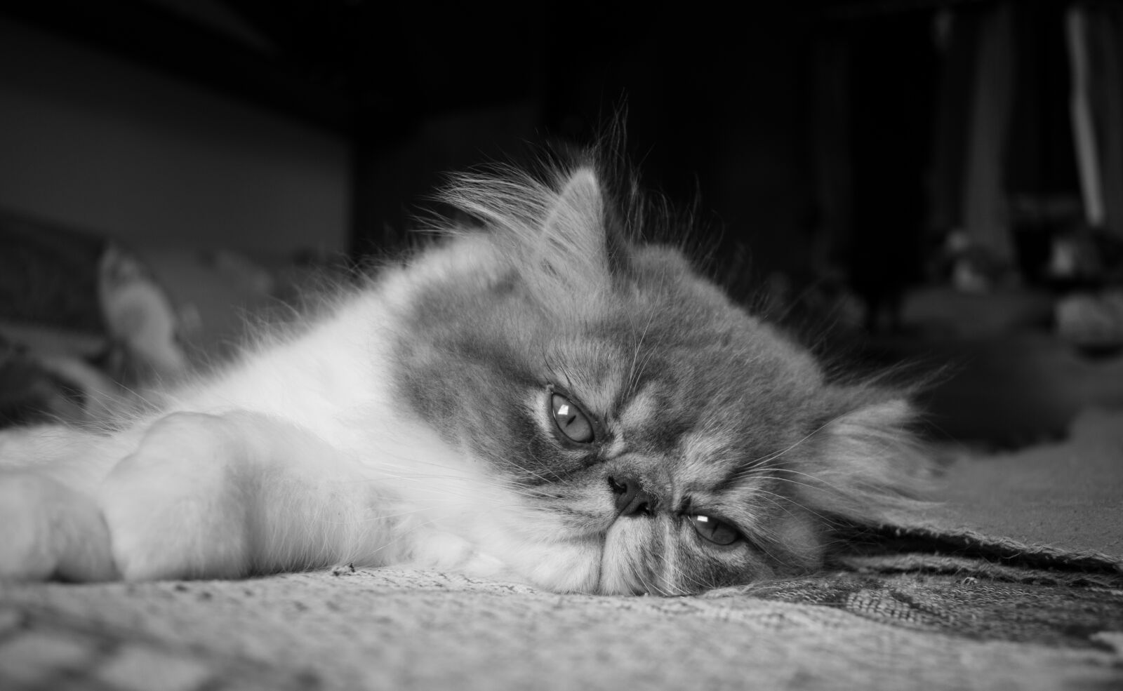 Nikon D3300 sample photo. Black, and, white, cat photography