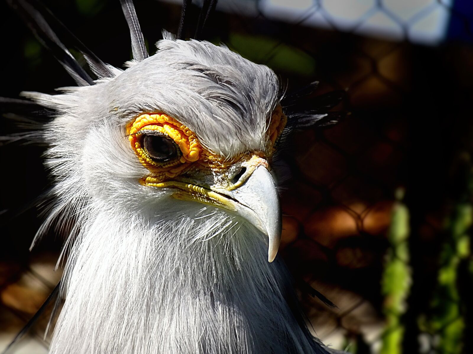 Sony Cyber-shot DSC-HX400V sample photo. Bird, vulture, zoo photography