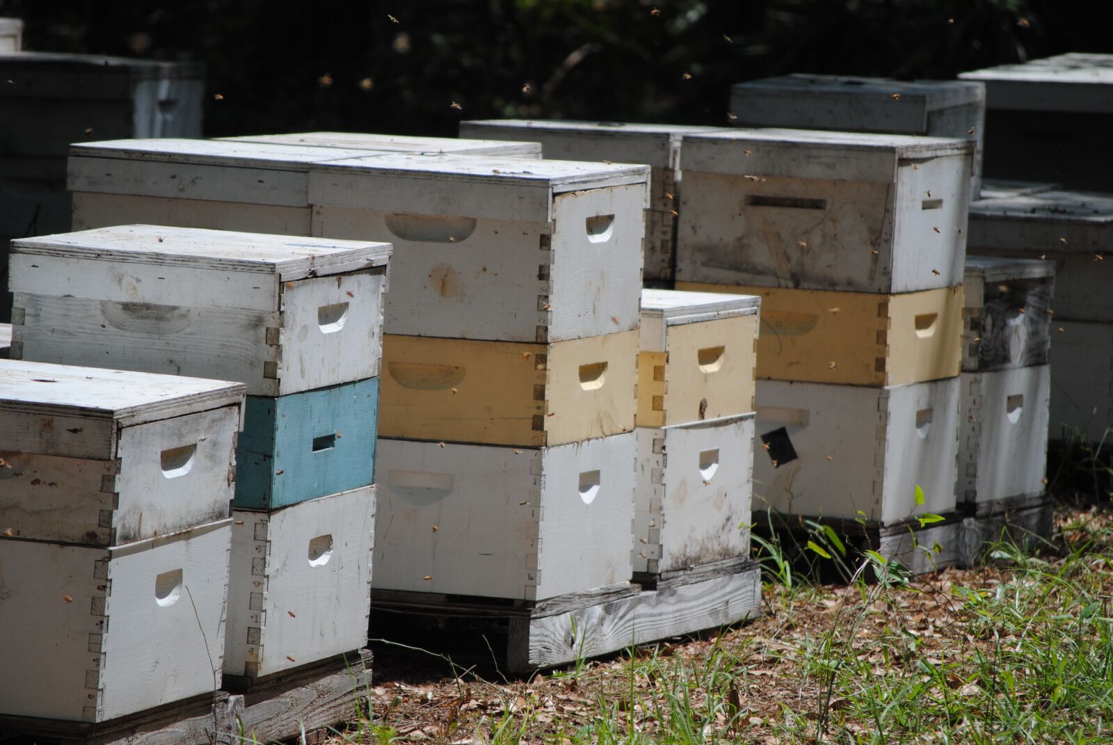 Nikon D3000 sample photo. Beehives, honeybee, bee photography