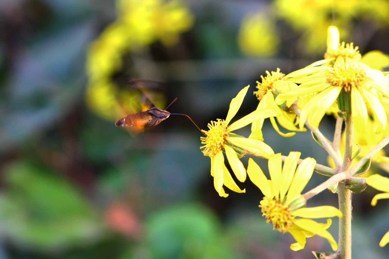 Canon EOS 40D sample photo. Flowers, plants, nature photography