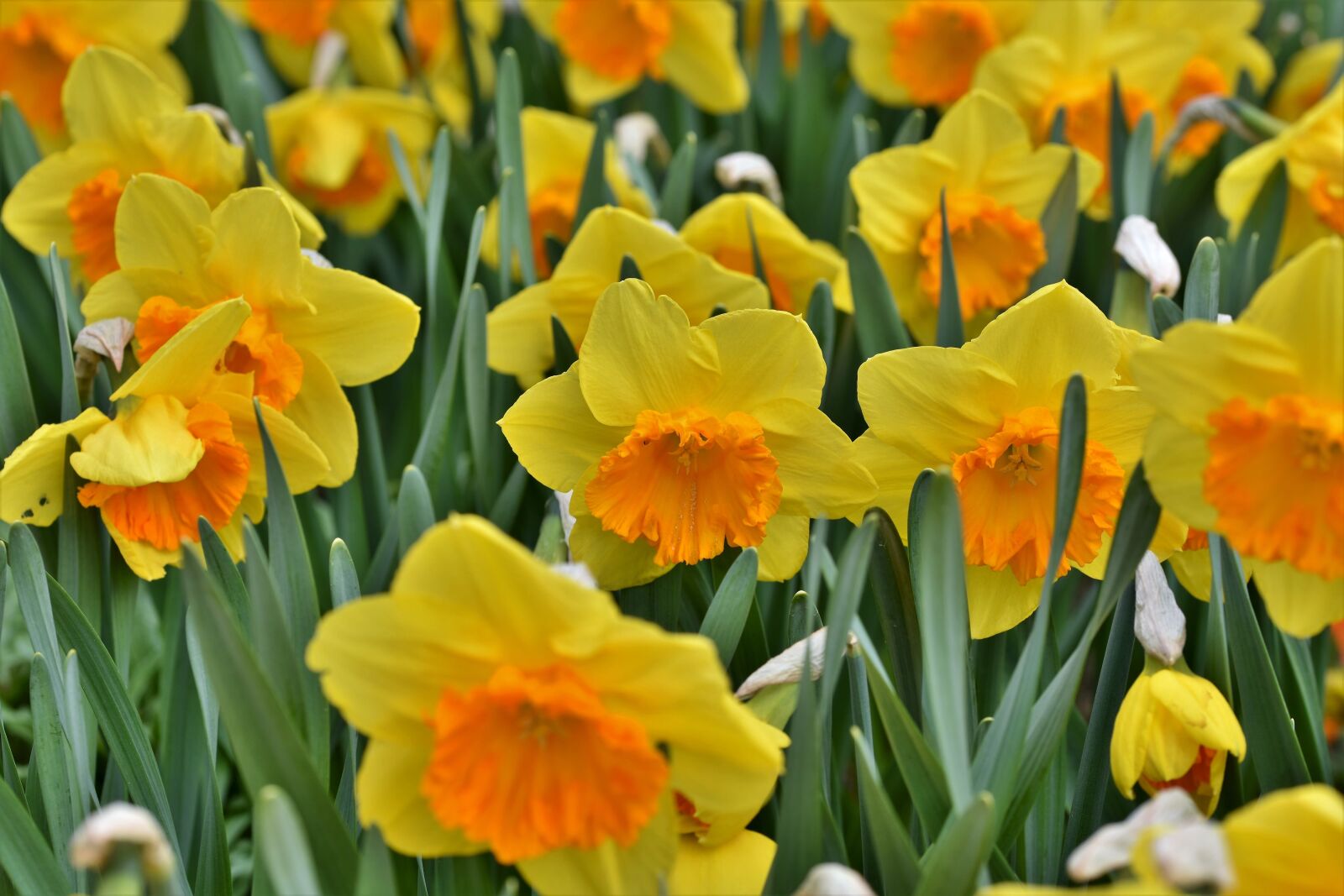Nikon D7200 sample photo. Narcissus, blossom, bloom photography