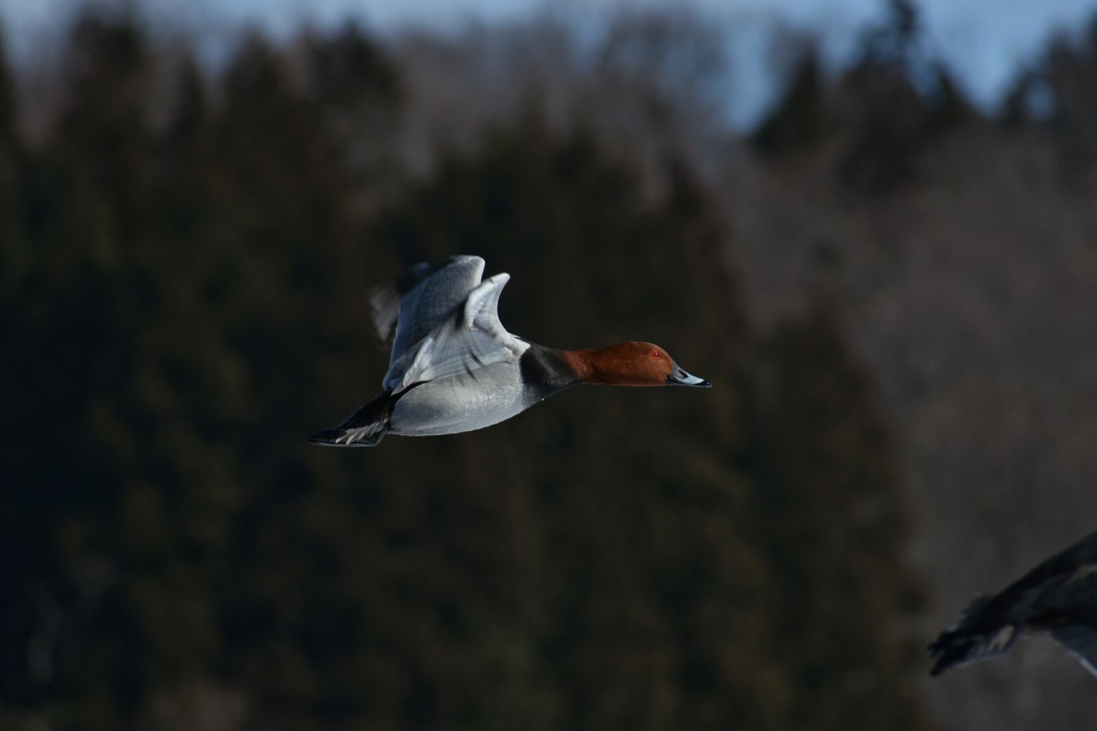 Nikon D7200 sample photo. Animal, bird, wild birds photography