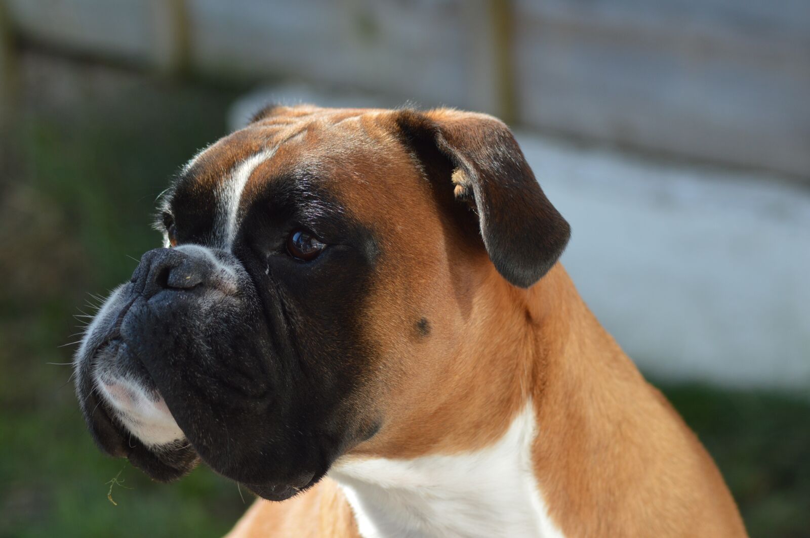 Nikon D3200 sample photo. Boxer dog, dog, boxer photography