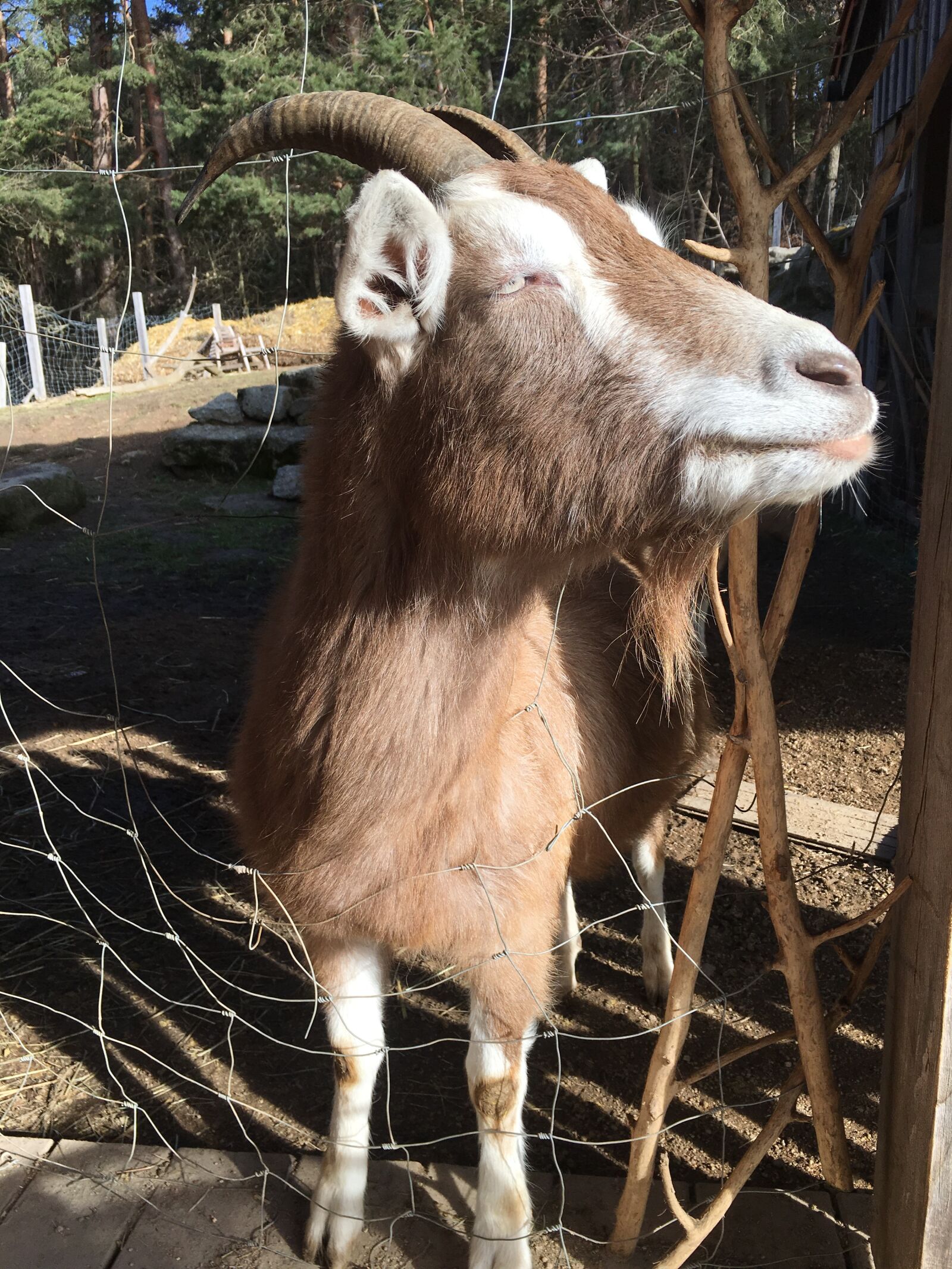 iPhone 6s Plus back camera 4.15mm f/2.2 sample photo. Goat, bock, horns photography