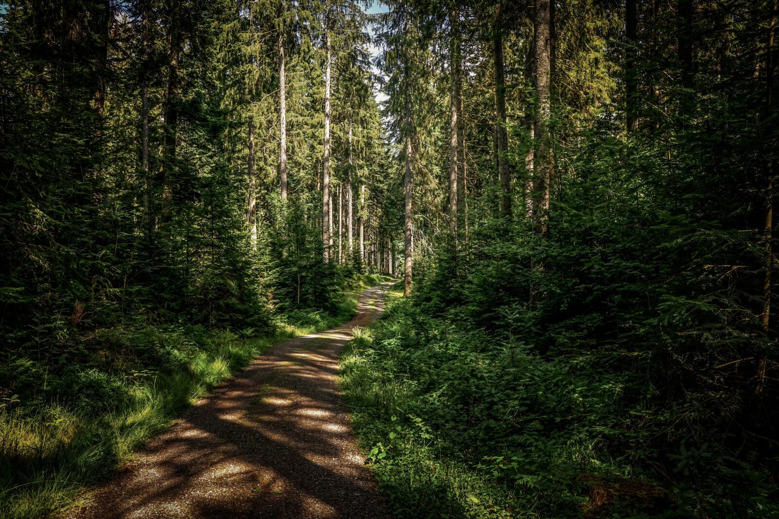 Sony DT 18-135mm F3.5-5.6 SAM sample photo. Forest, forest path, trees photography