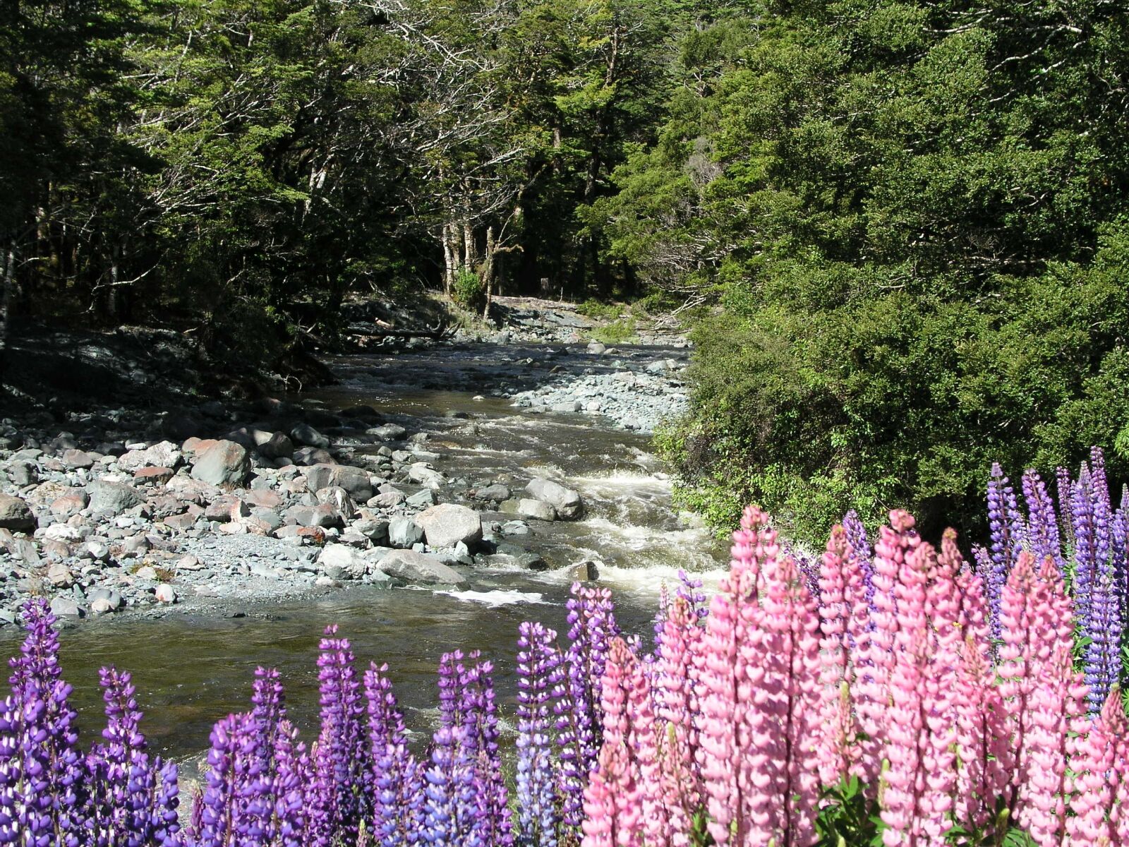 Olympus C5050Z sample photo. New zealand, new, zealand photography