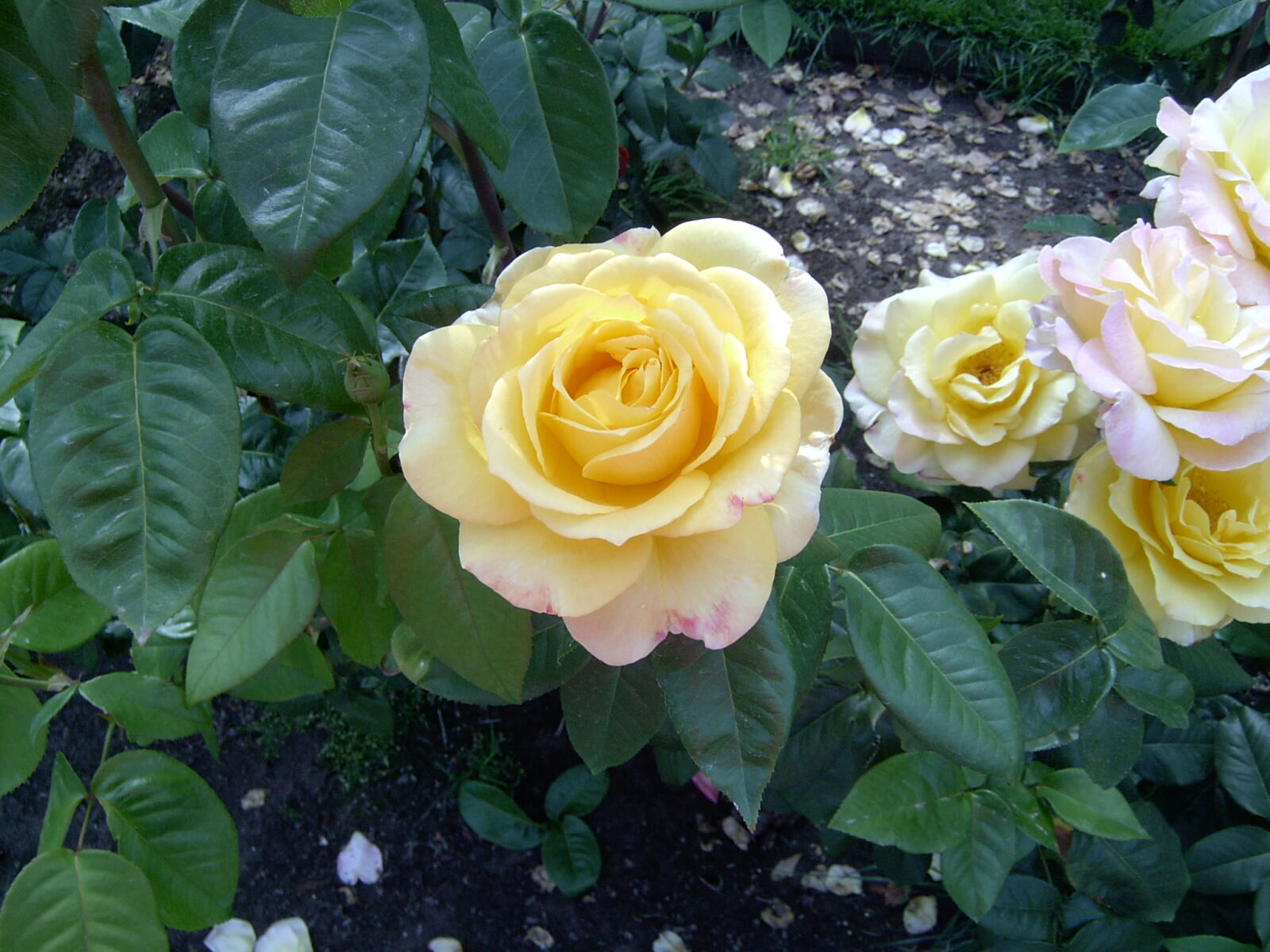 HP PHOTOSMART 720 sample photo. Yellow, roses, in, their photography