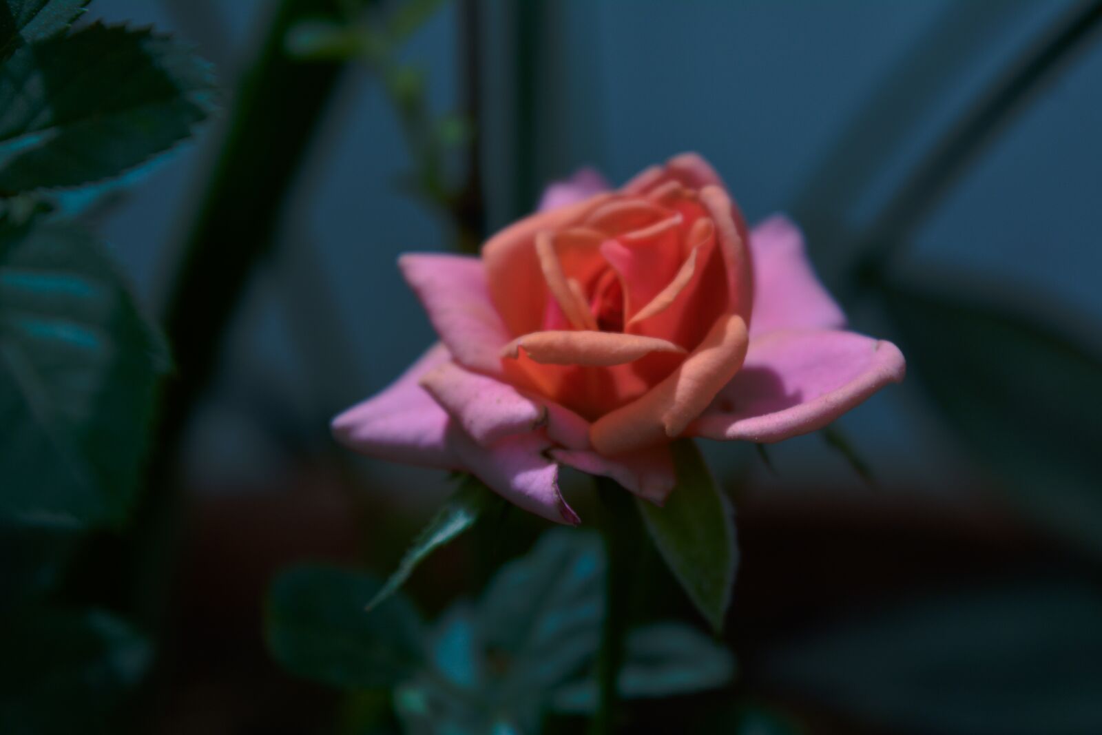 Nikon D5200 sample photo. Pink, petal, rose photography