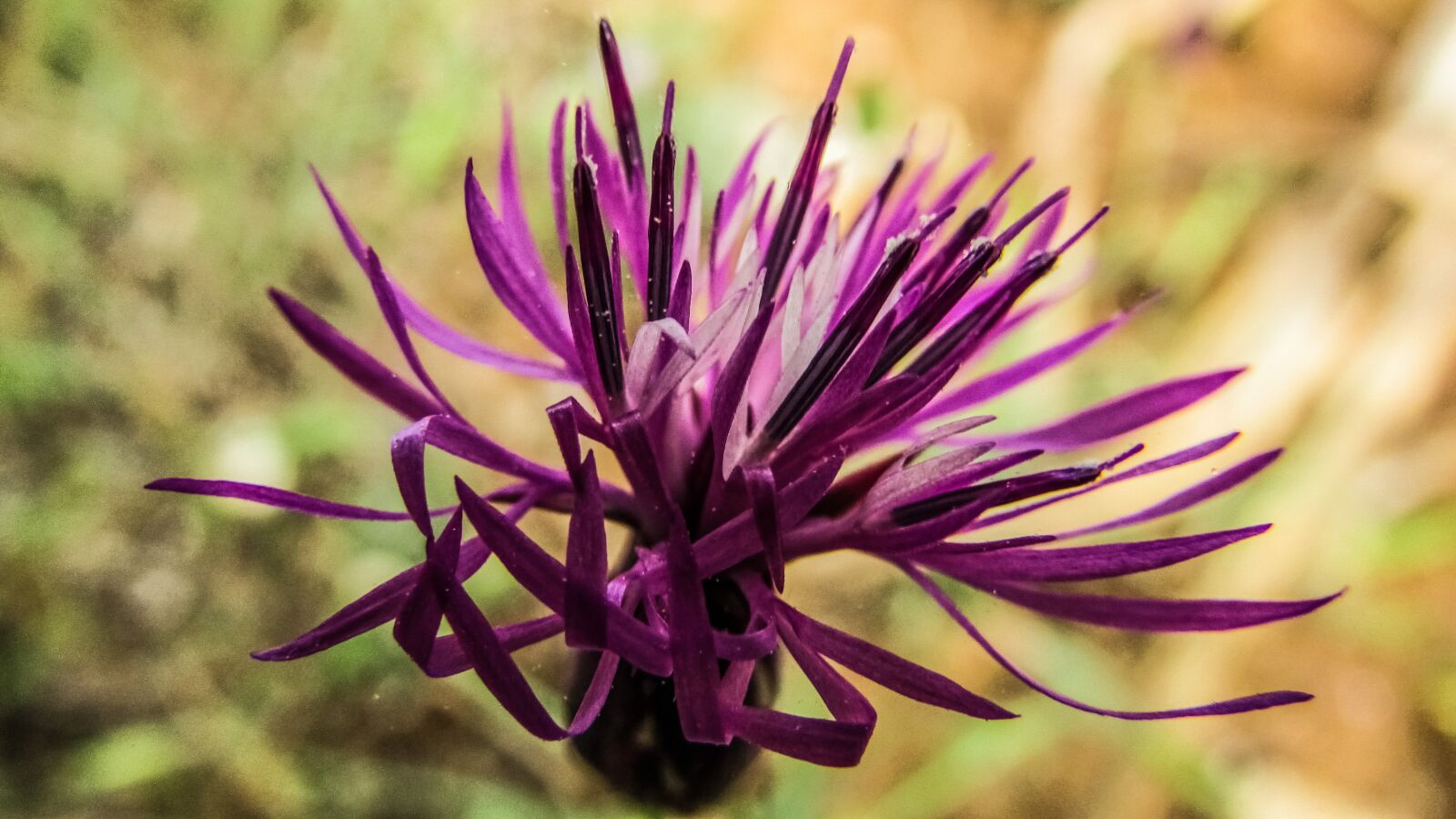 Canon PowerShot SX400 IS sample photo. Cyprus, ayia napa, flower photography