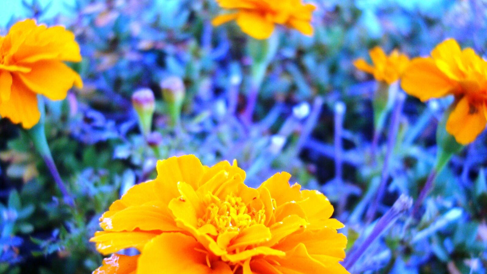 Sony Cyber-shot DSC-W120 sample photo. Flower, autumn, plant photography
