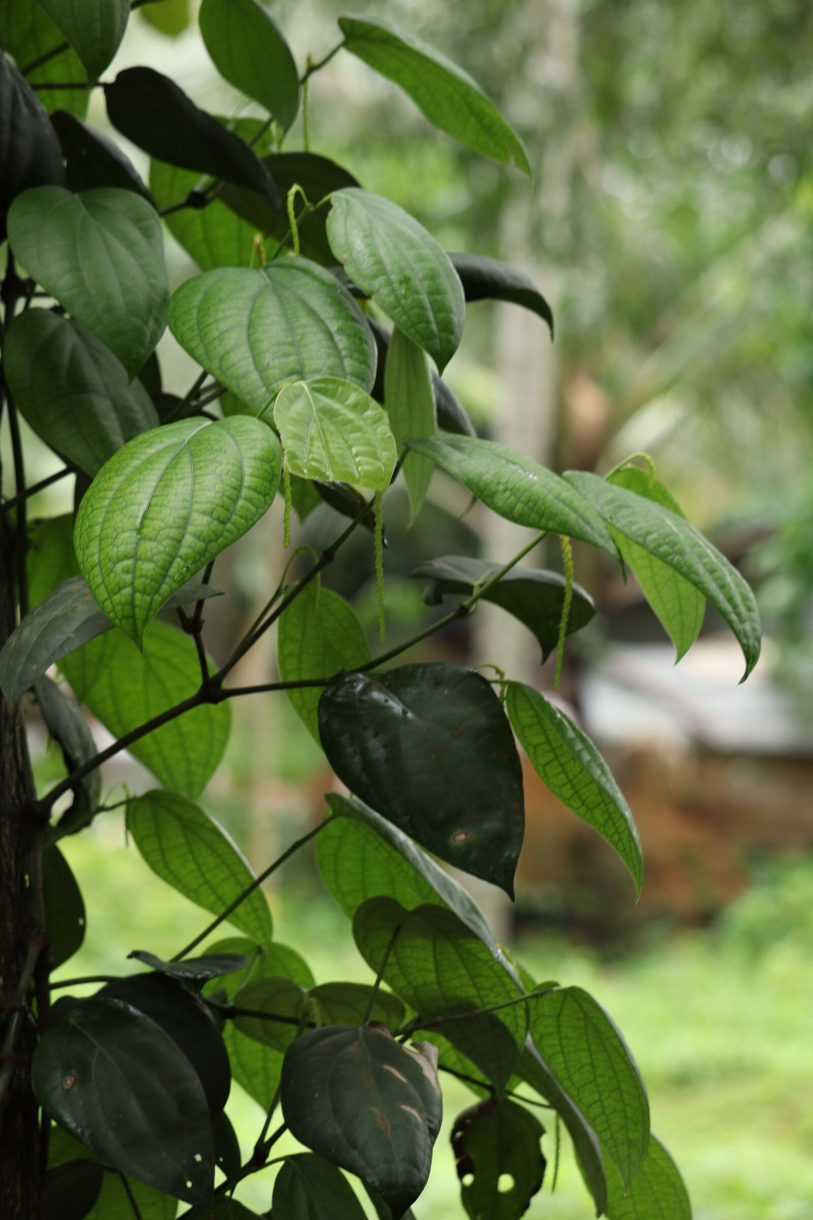 Canon EOS 250D (EOS Rebel SL3 / EOS Kiss X10 / EOS 200D II) sample photo. Leaf, nature, green photography