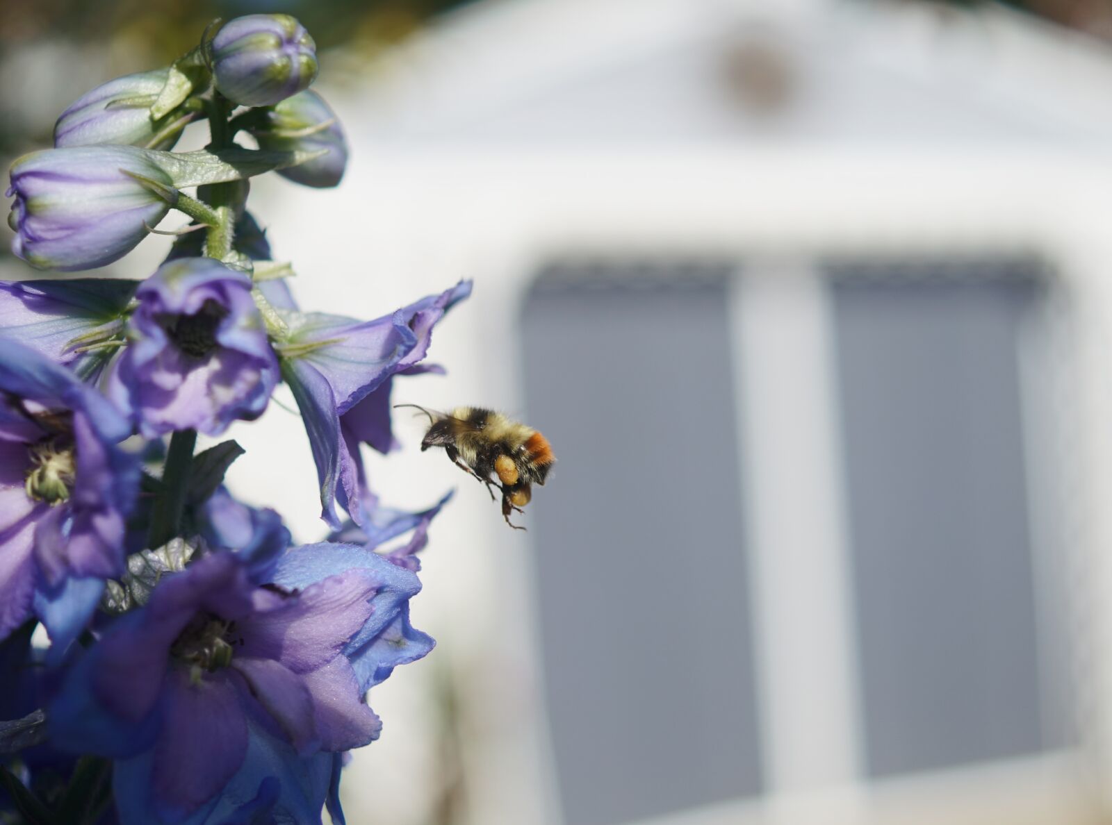 Sony DT 30mm F2.8 Macro SAM sample photo. Flower, bee, bumblebee photography