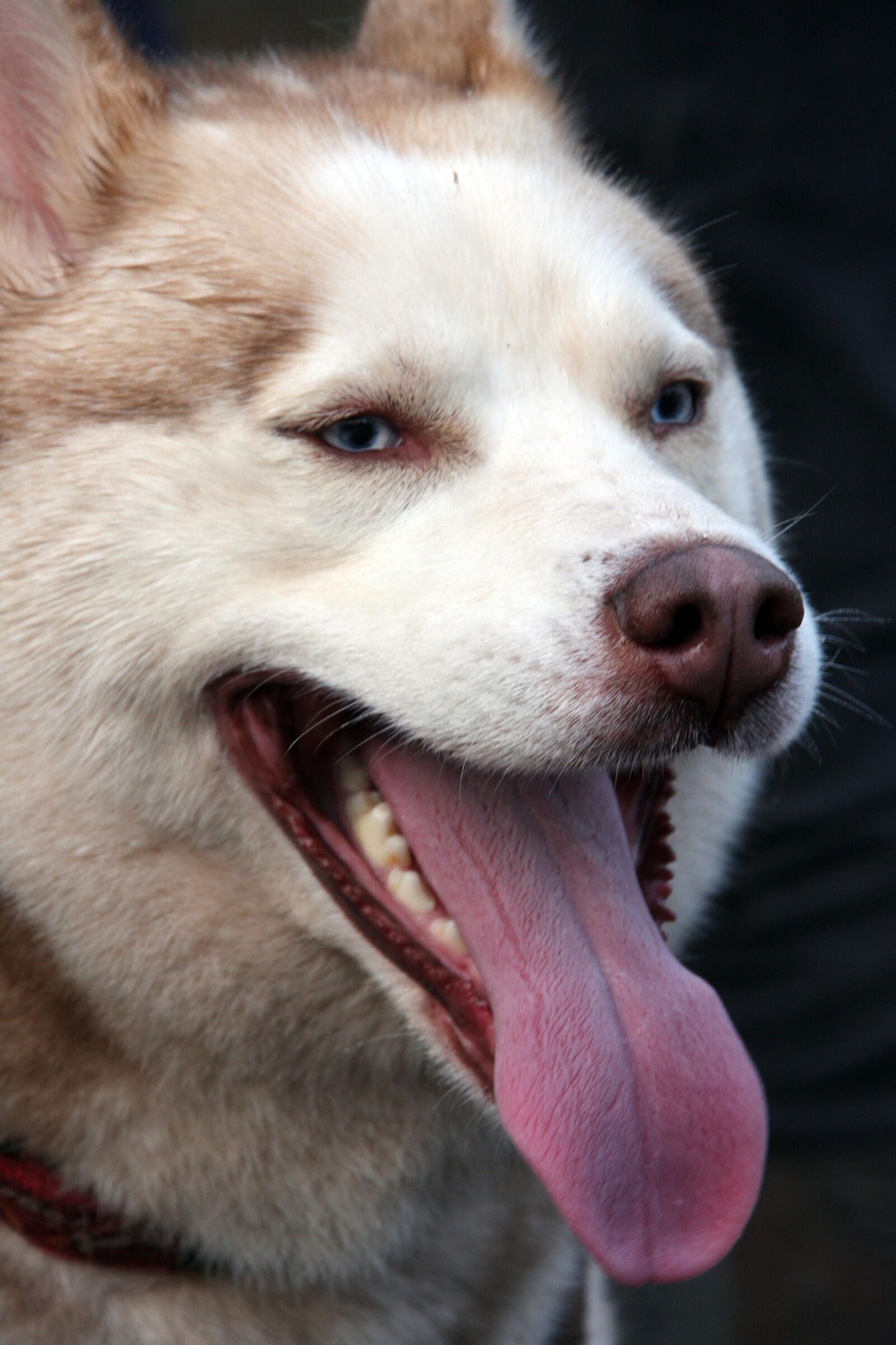 Canon EOS 40D sample photo. Dog, husky, winter photography