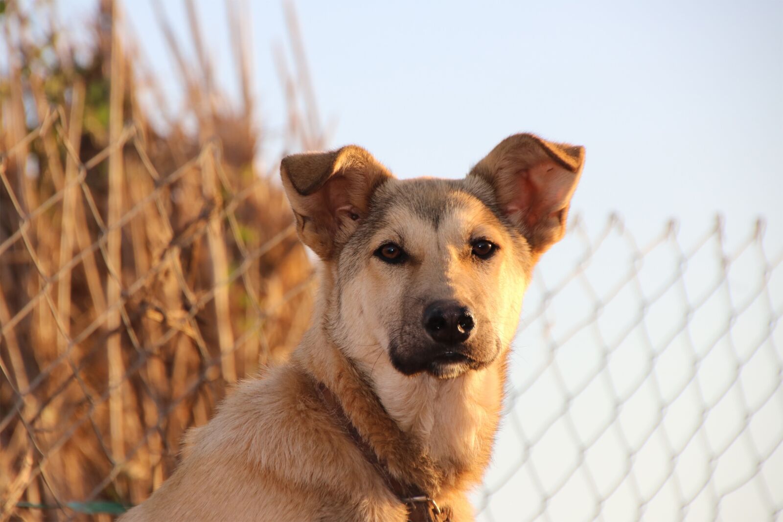 Canon EOS 750D (EOS Rebel T6i / EOS Kiss X8i) sample photo. Dog, moroccan dog, chien photography