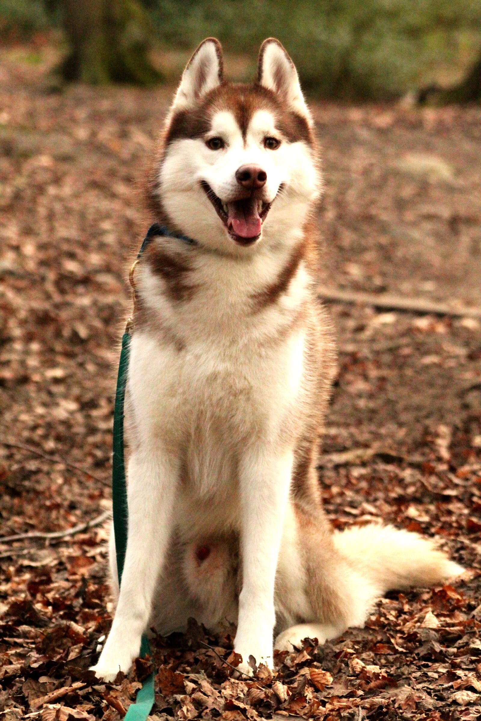 Canon EOS 4000D (EOS Rebel T100 / EOS 3000D) sample photo. Siberian husky, husky, dog photography