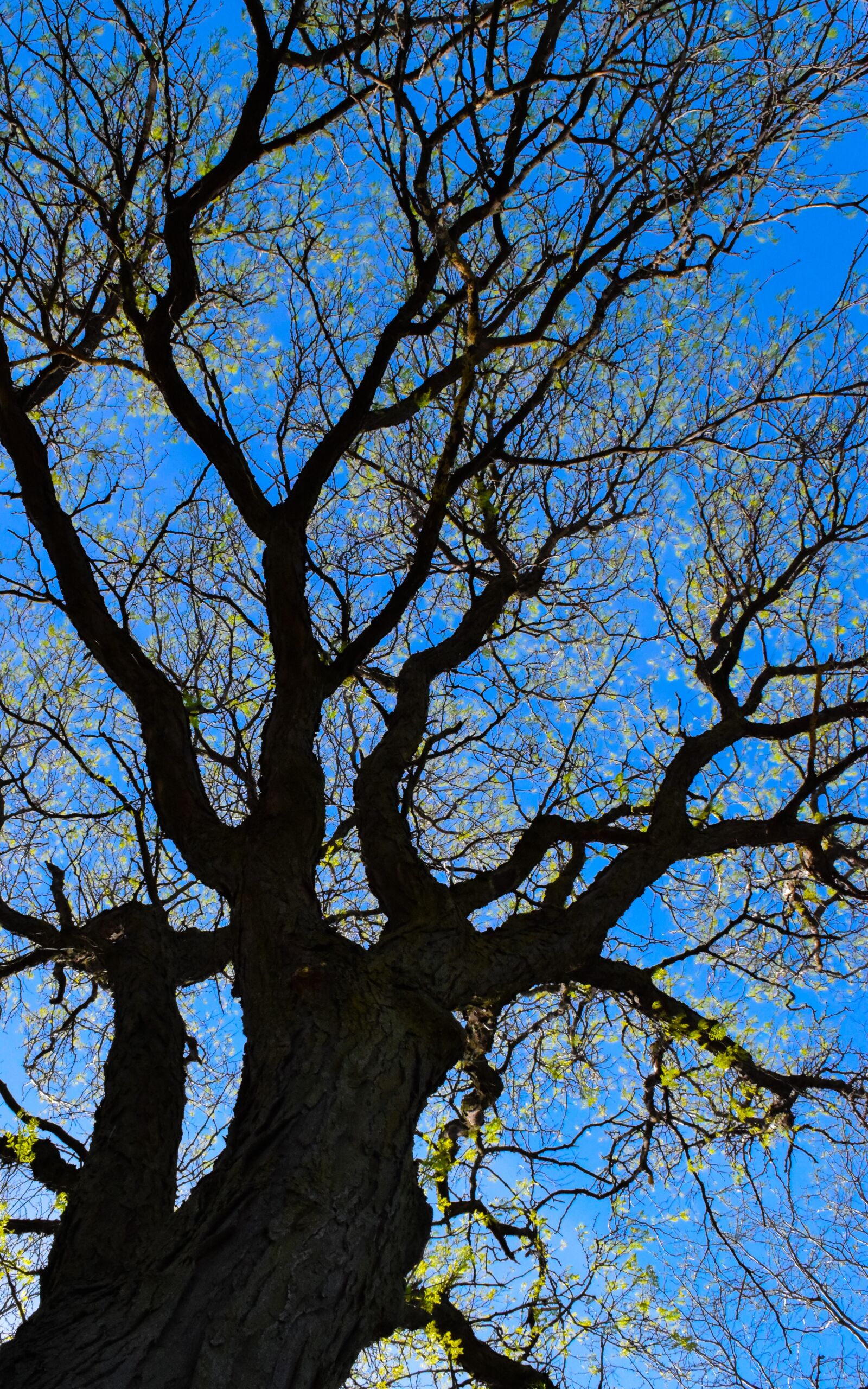 Nikon D5300 sample photo. Tree, branch, nature photography