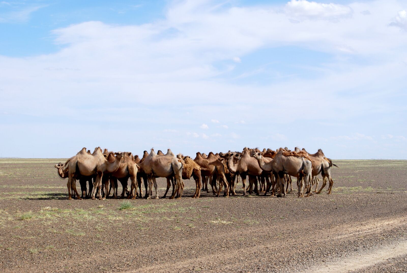 Sony Alpha DSLR-A100 sample photo. Mongolia, camels, desert photography