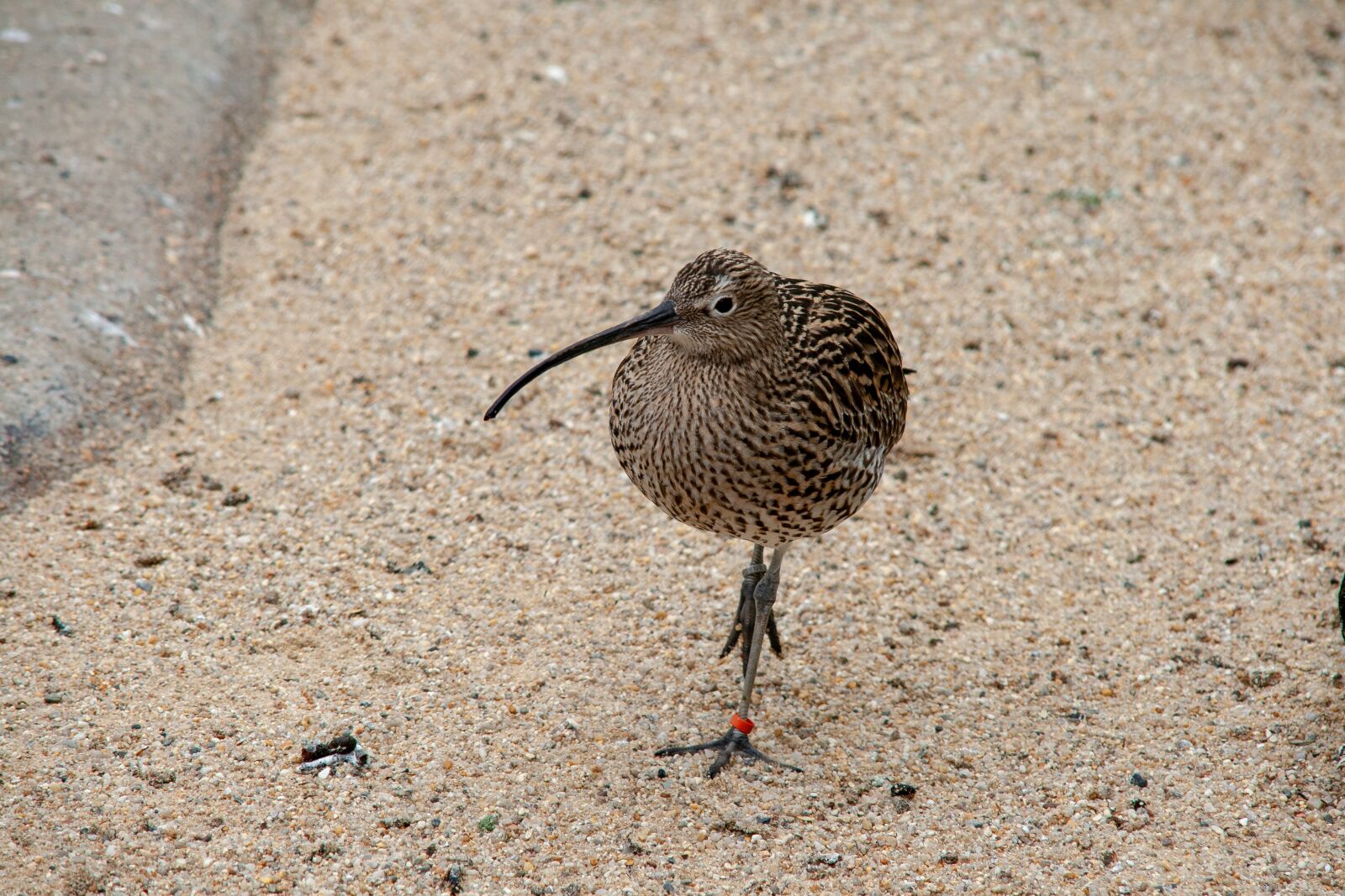 Canon EOS 400D (EOS Digital Rebel XTi / EOS Kiss Digital X) sample photo. Bird, sand, kiwi photography